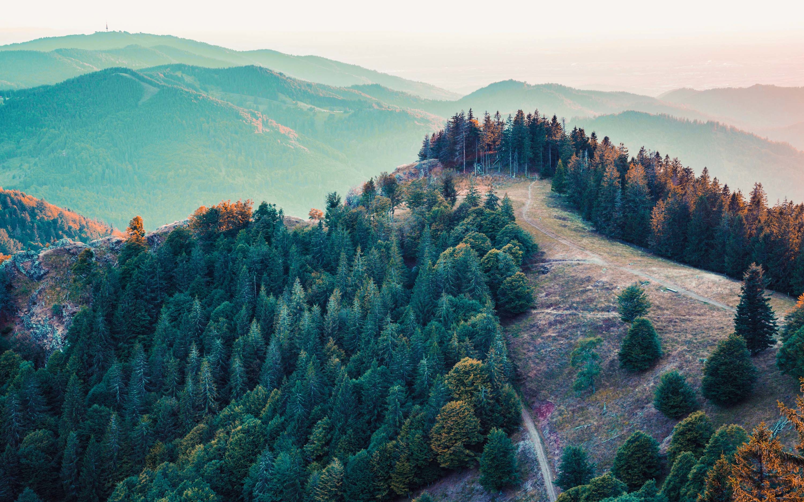 Mountain Trees Wallpapers