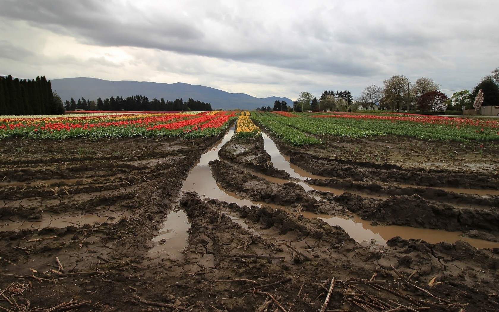 Muddy Field Wallpapers