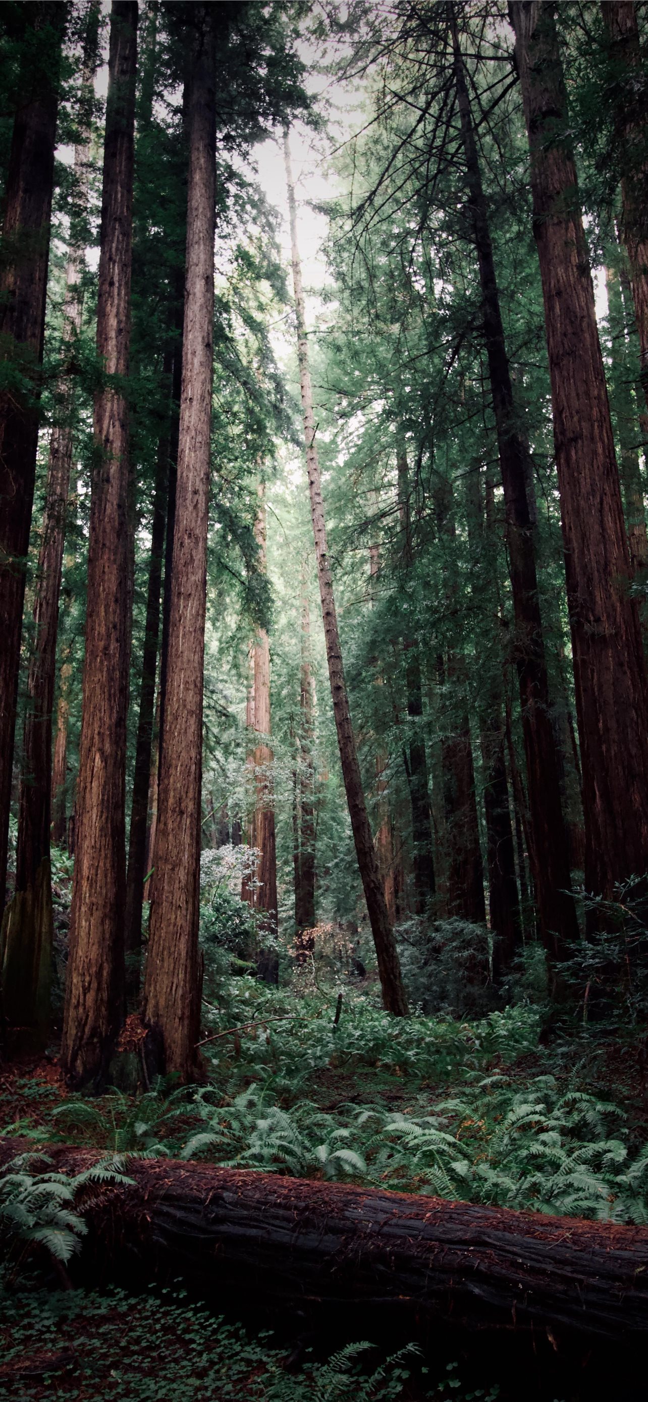 Muir Woods National Monument Wallpapers