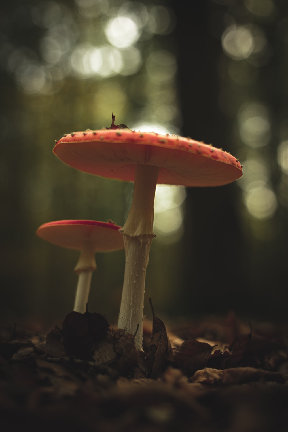 Mushroom Wallpapers