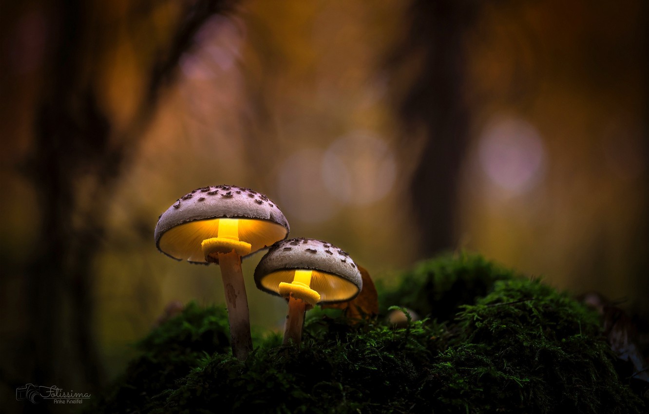 Mushroom Macro Wallpapers