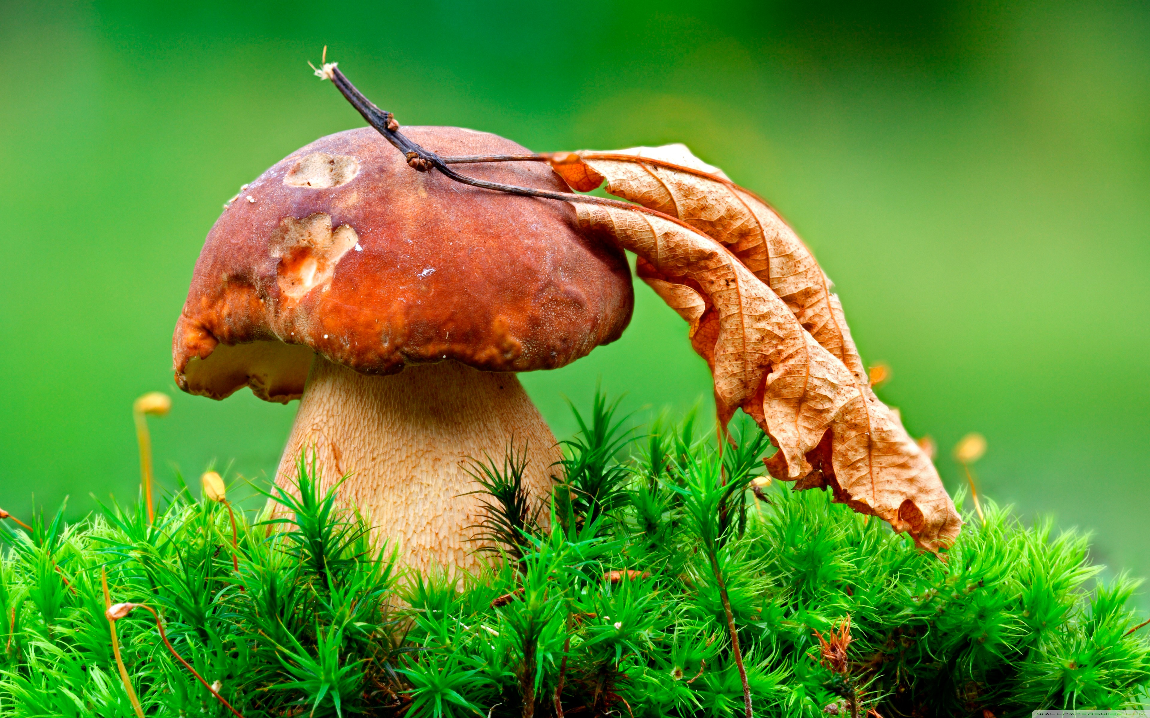 Mushroom Macro Wallpapers