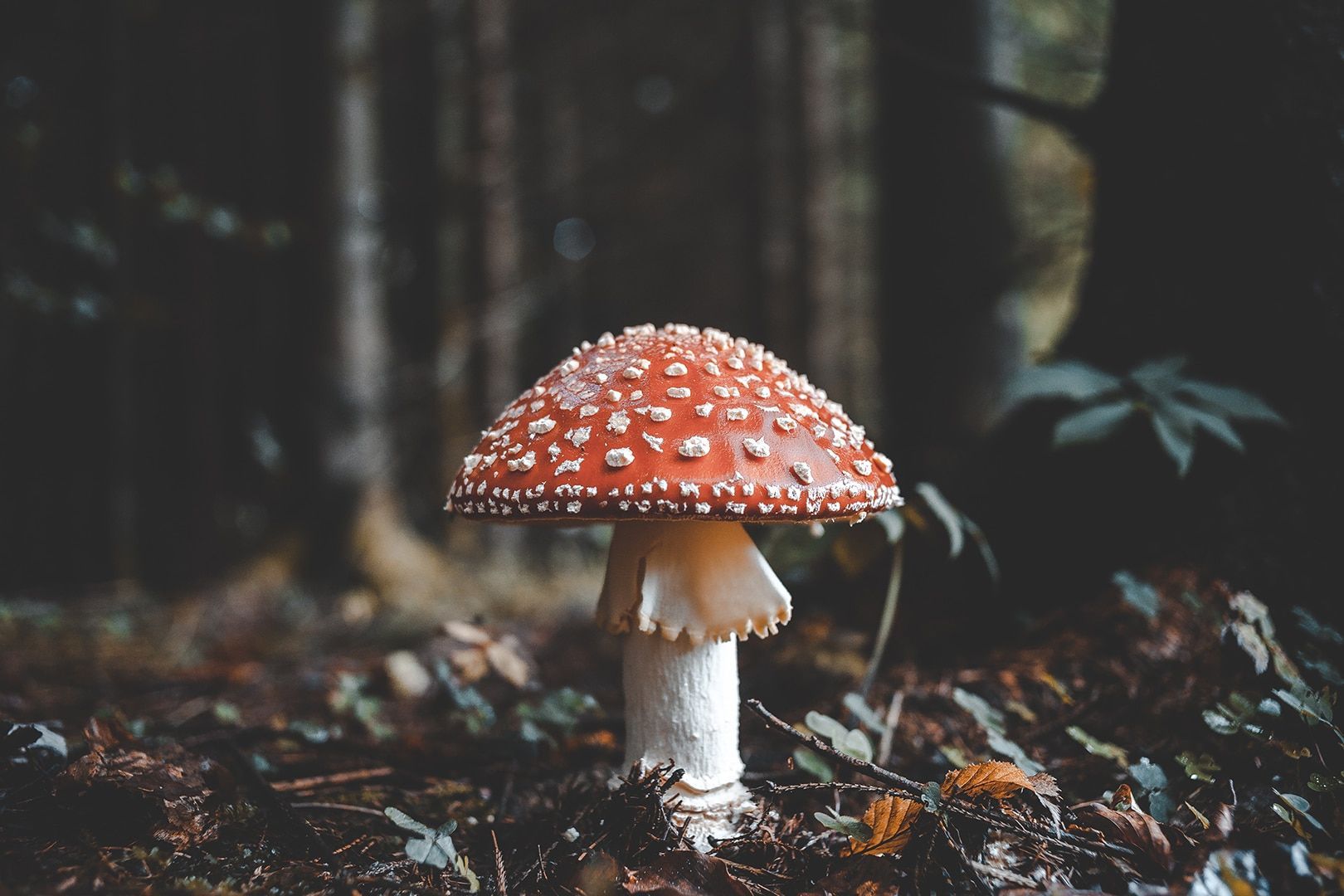 Mushroom Macro Wallpapers