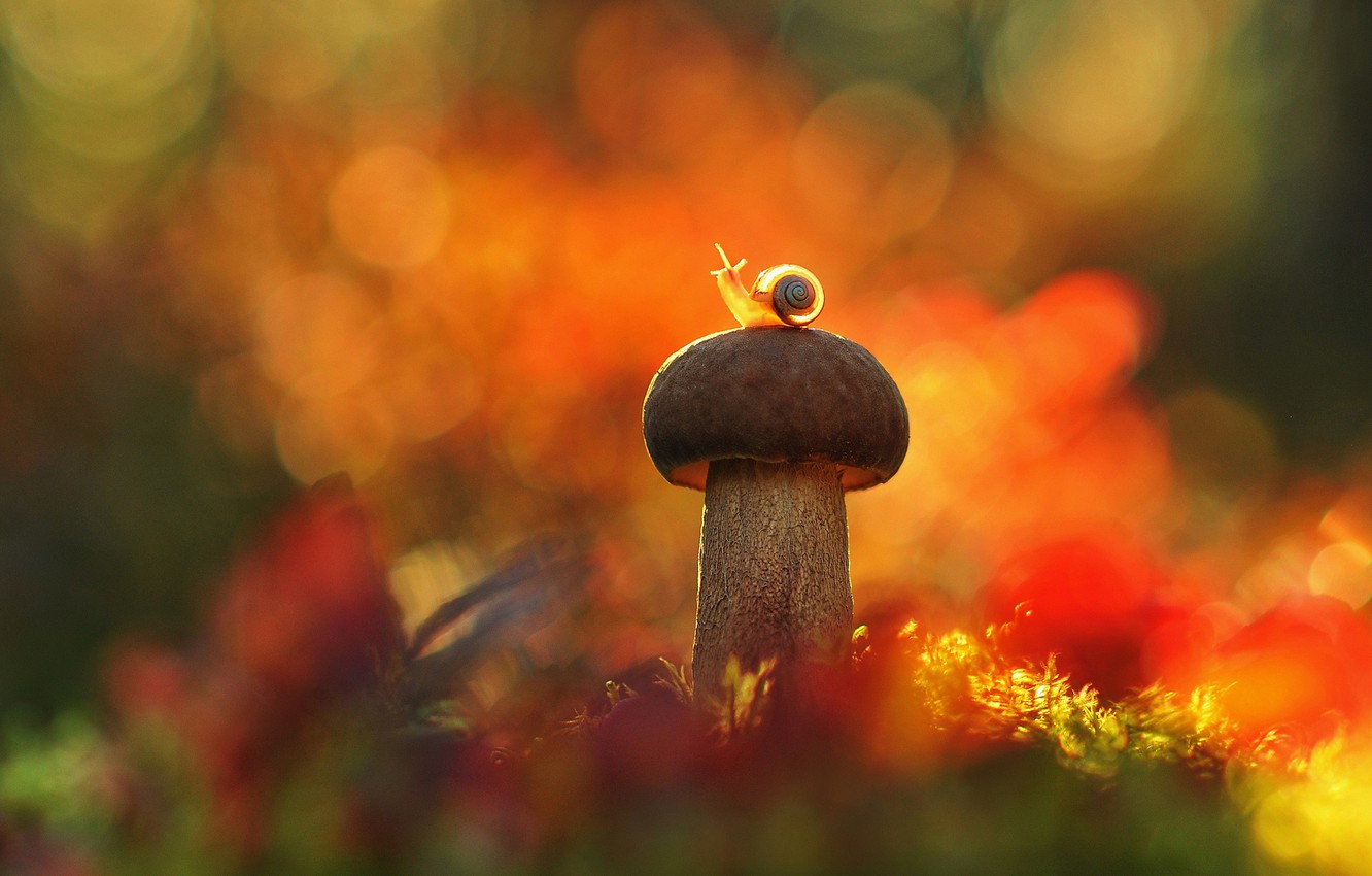 Mushroom Macro Wallpapers