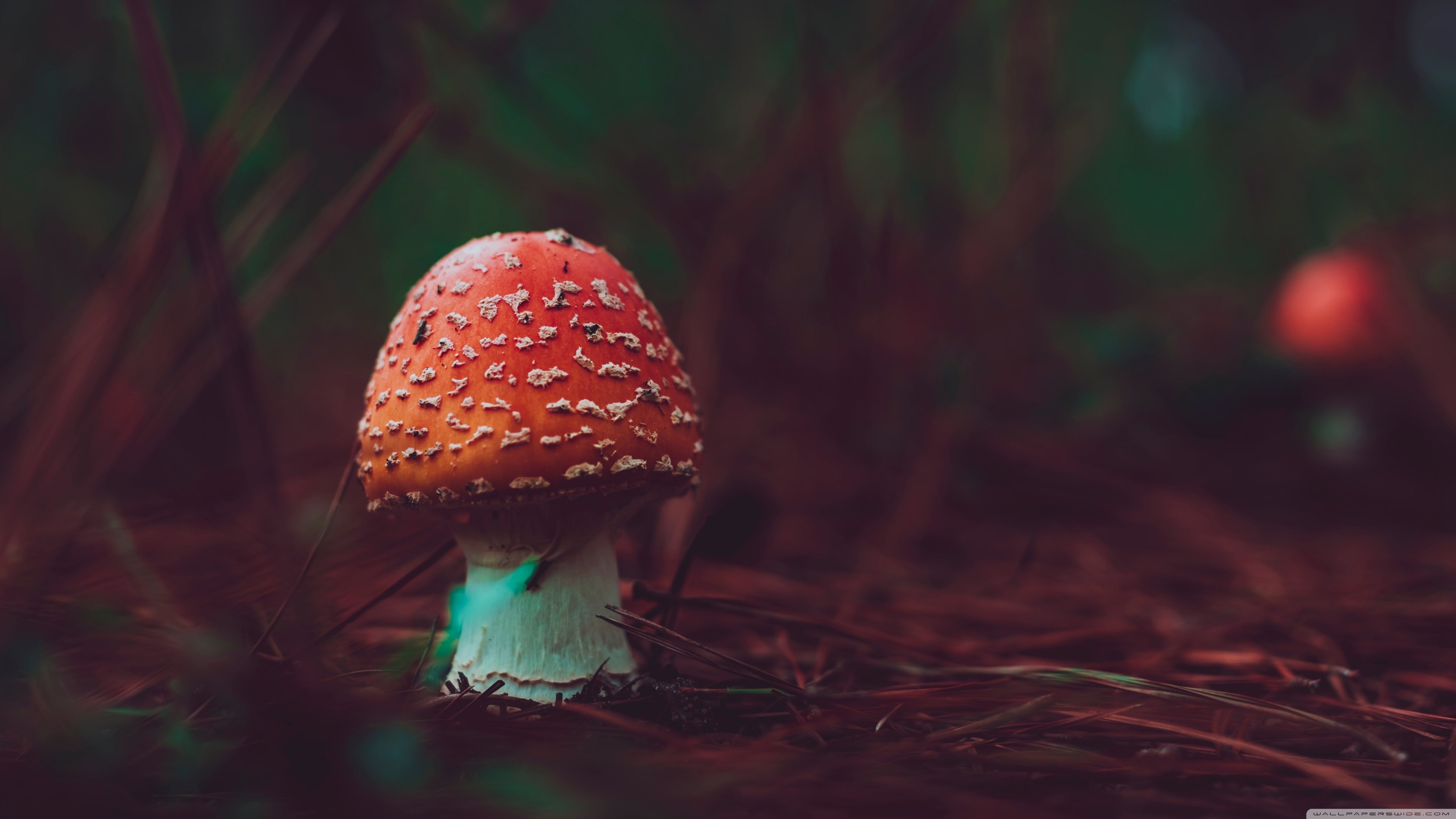 Mushroom Macro Wallpapers