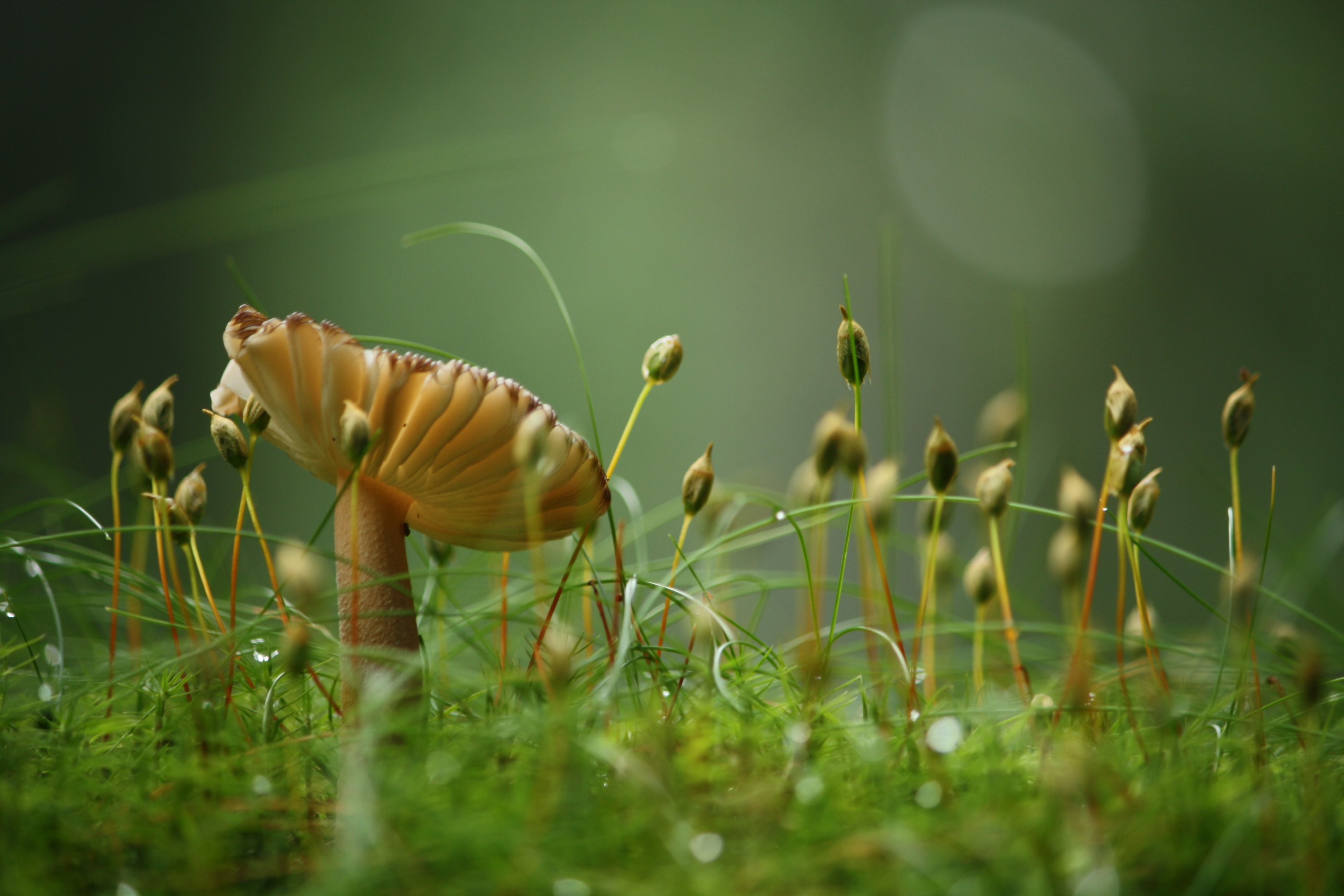 Mushroom Macro Wallpapers