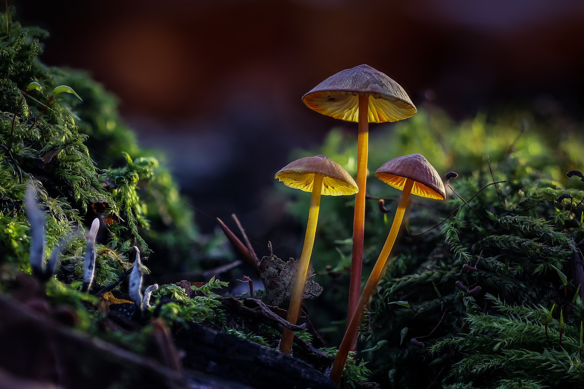 Mushroom Macro Wallpapers