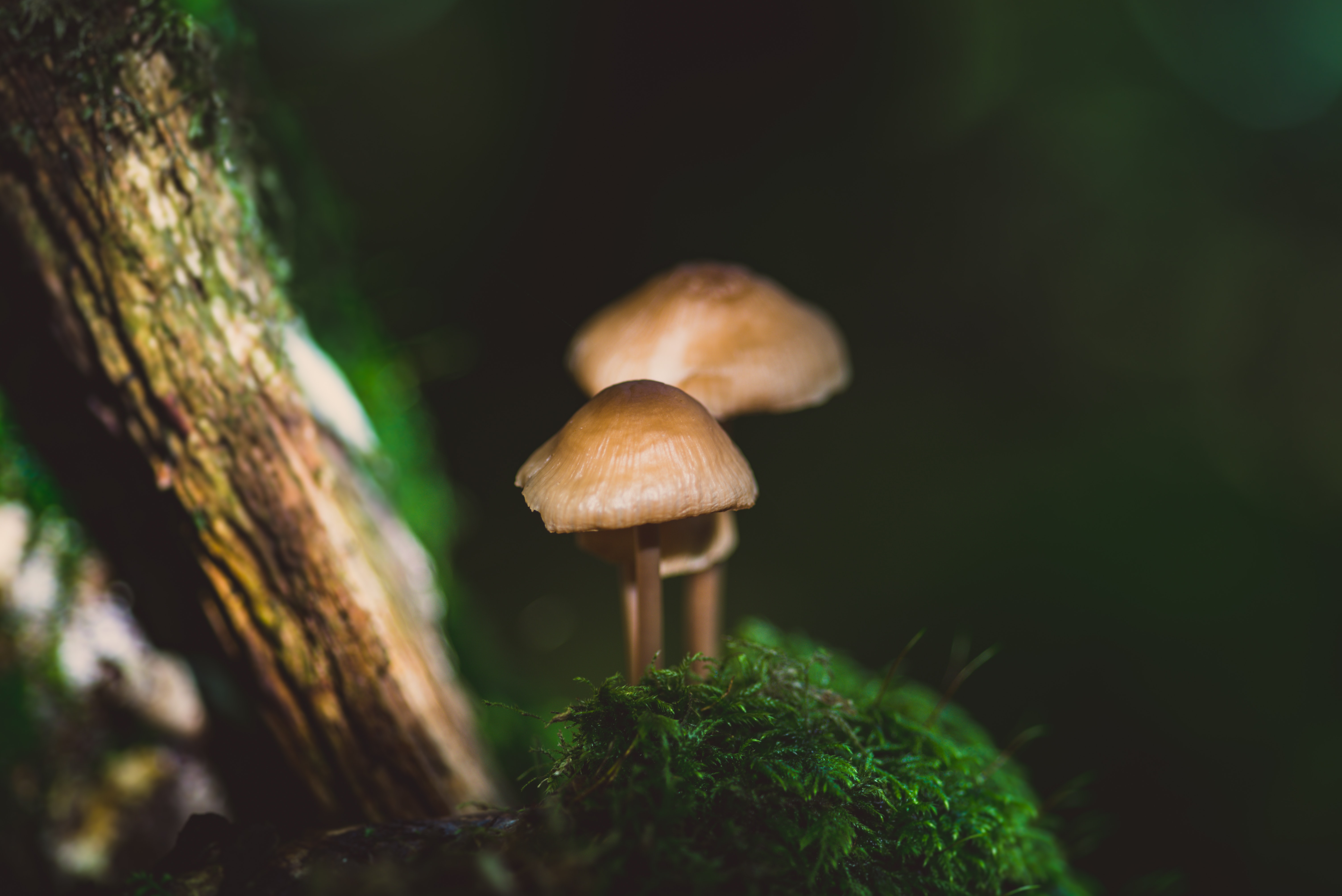 Mushroom Macro Wallpapers