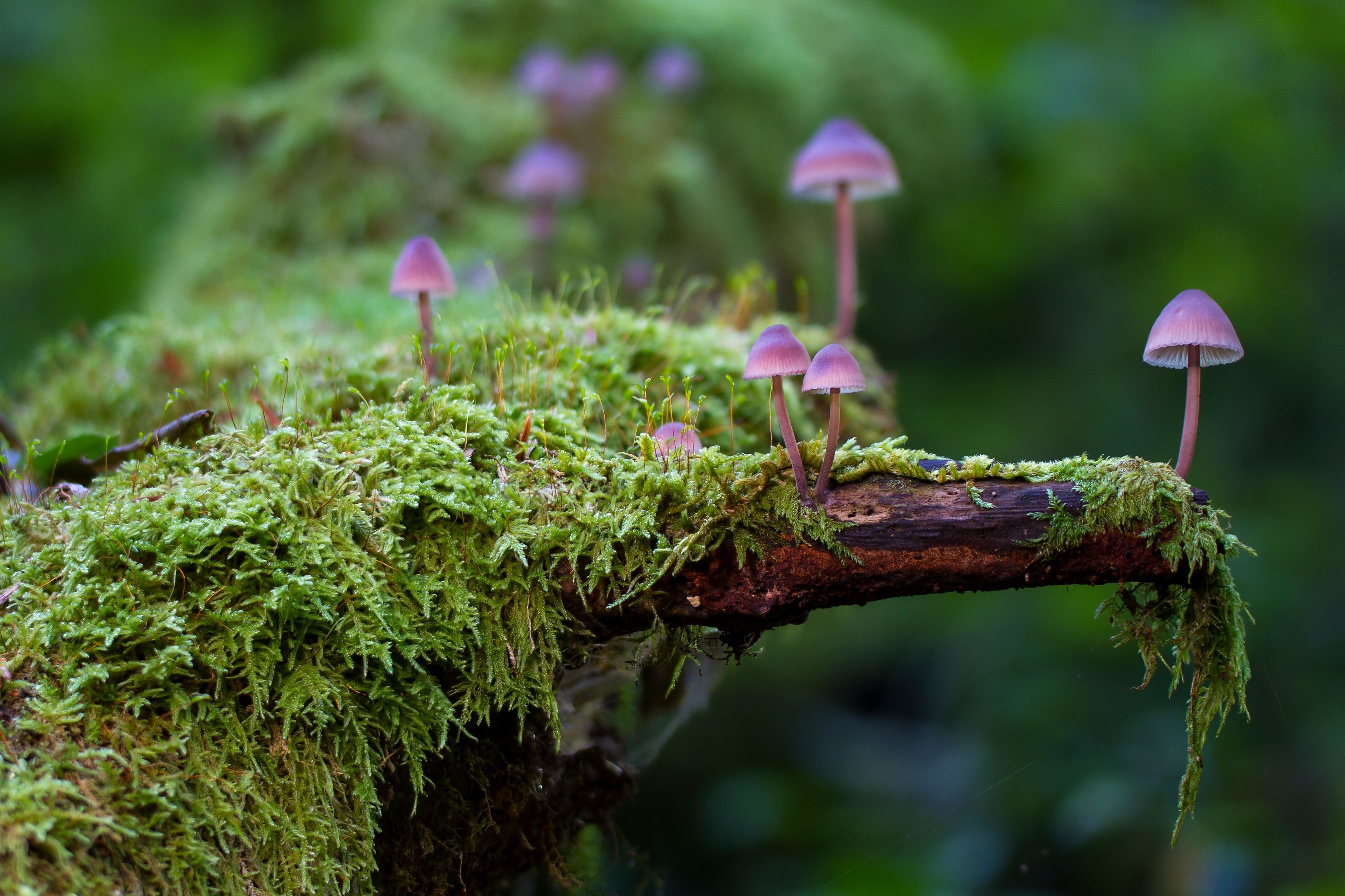 Mushroom Macro Wallpapers