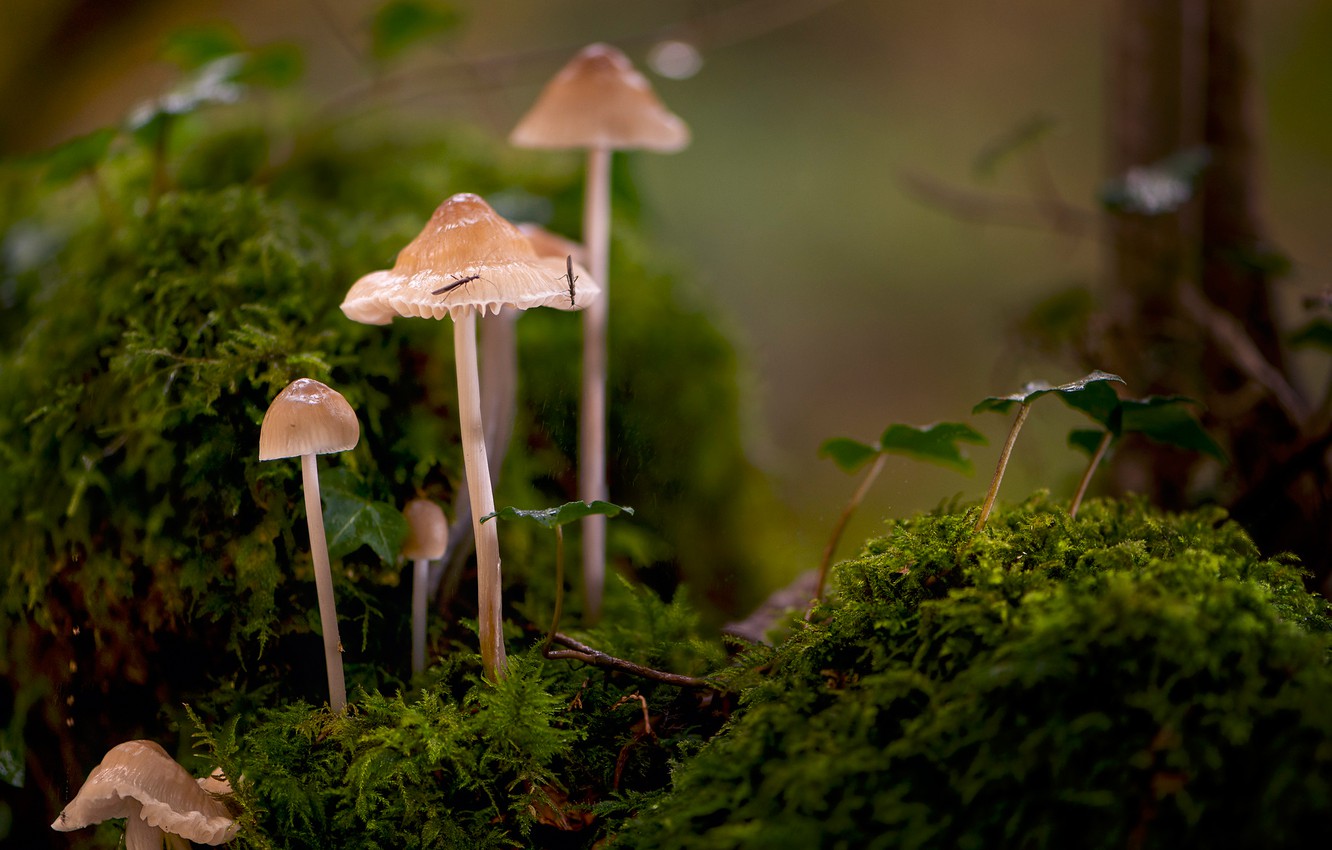 Mushroom Macro Wallpapers