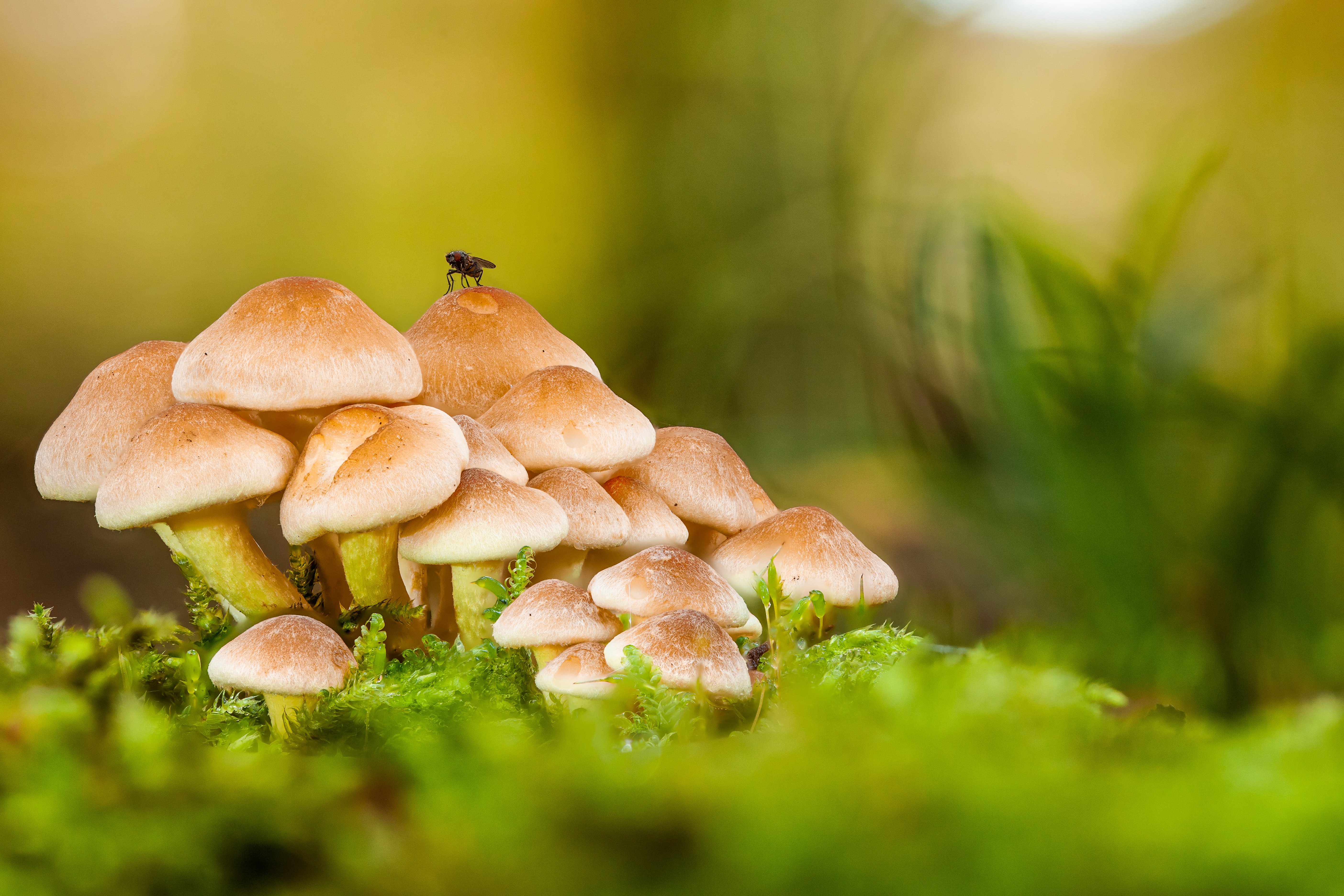 Mushroom Macro Wallpapers