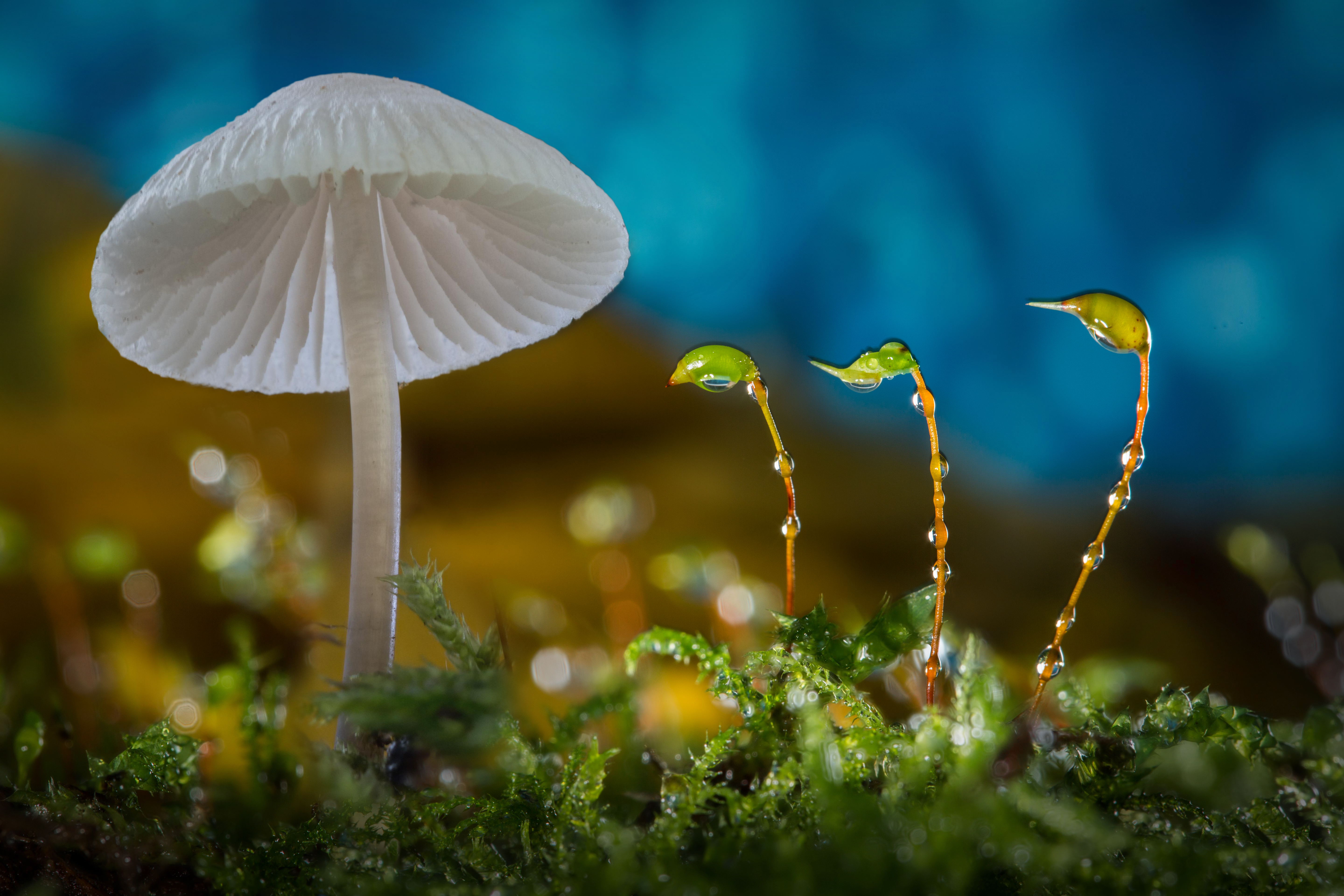 Mushroom Macro Wallpapers