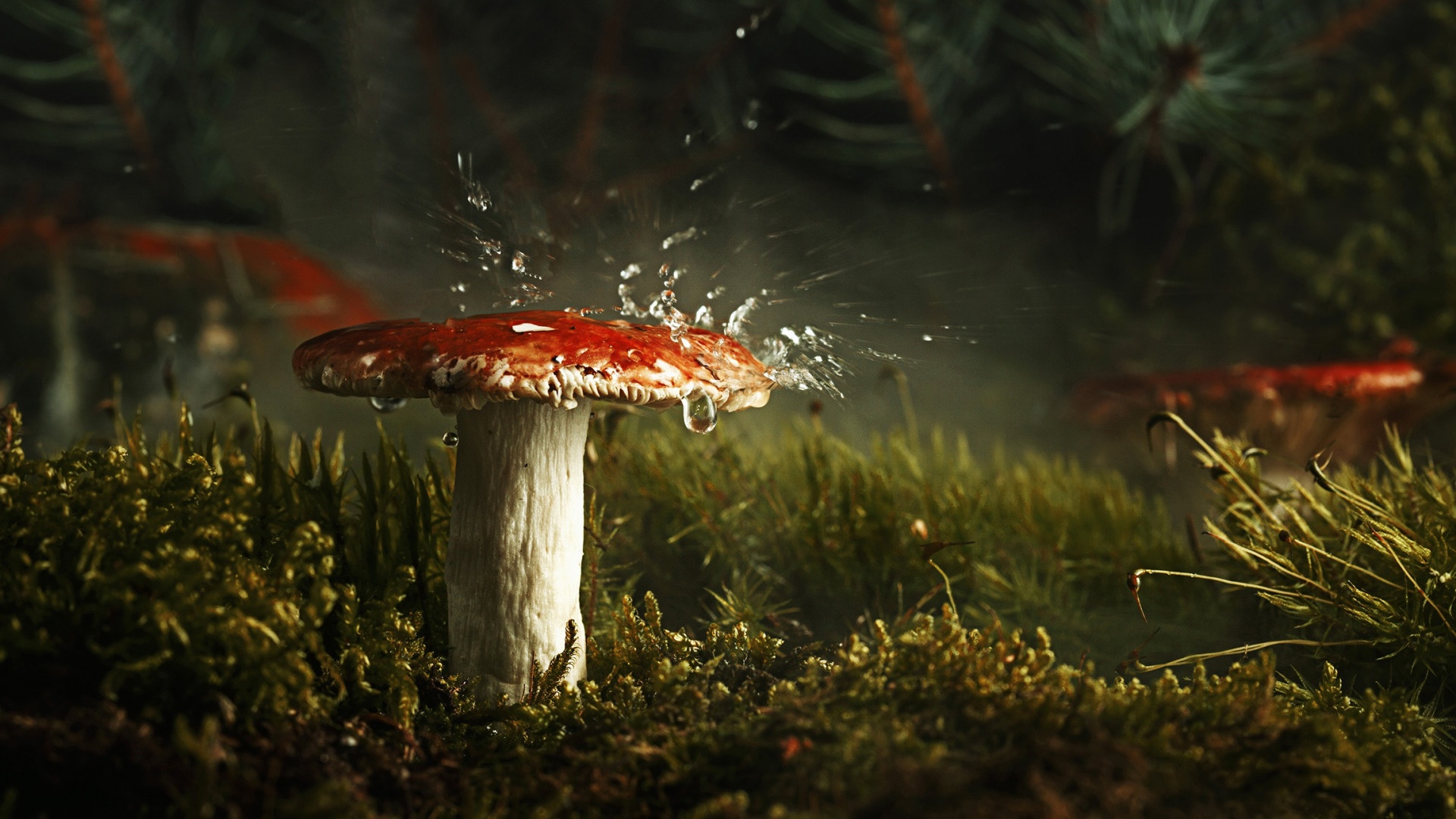 Mushroom Macro Wallpapers