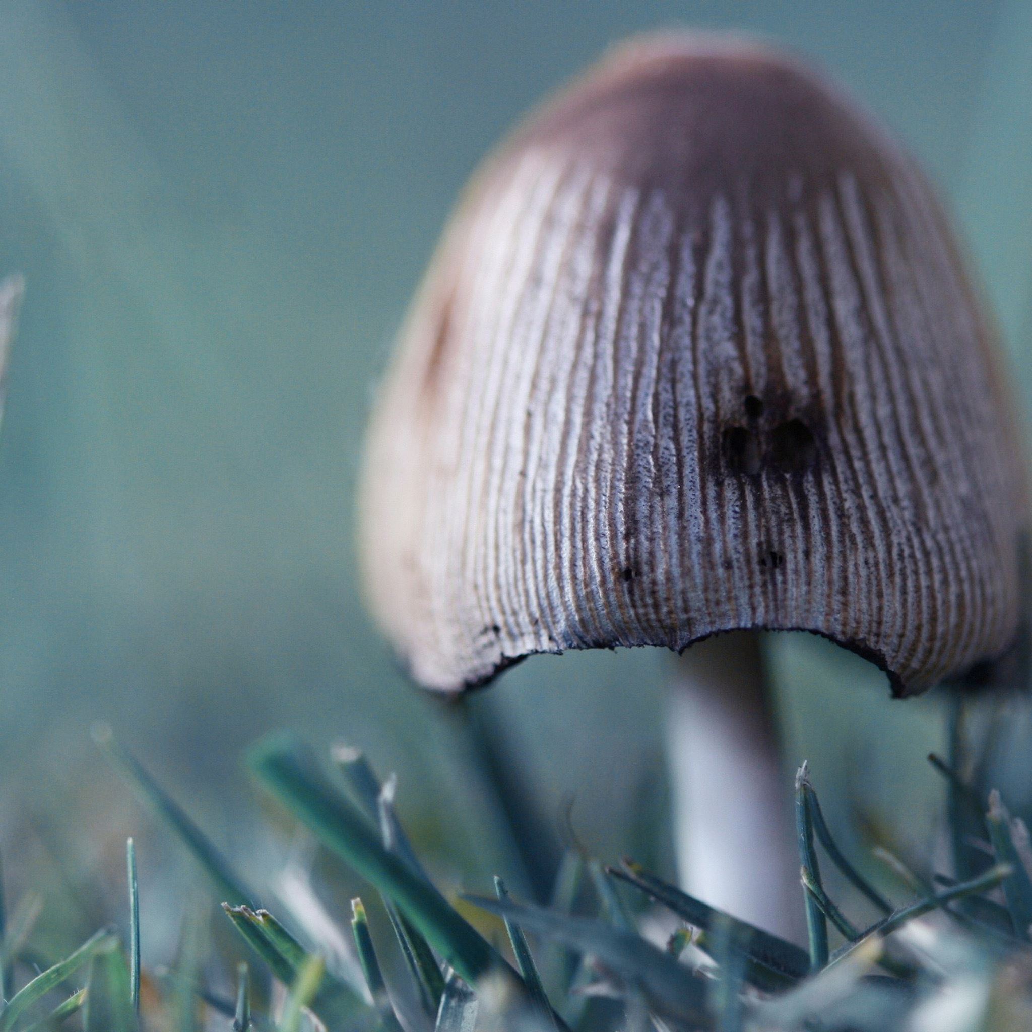 Mushroom Macro Wallpapers