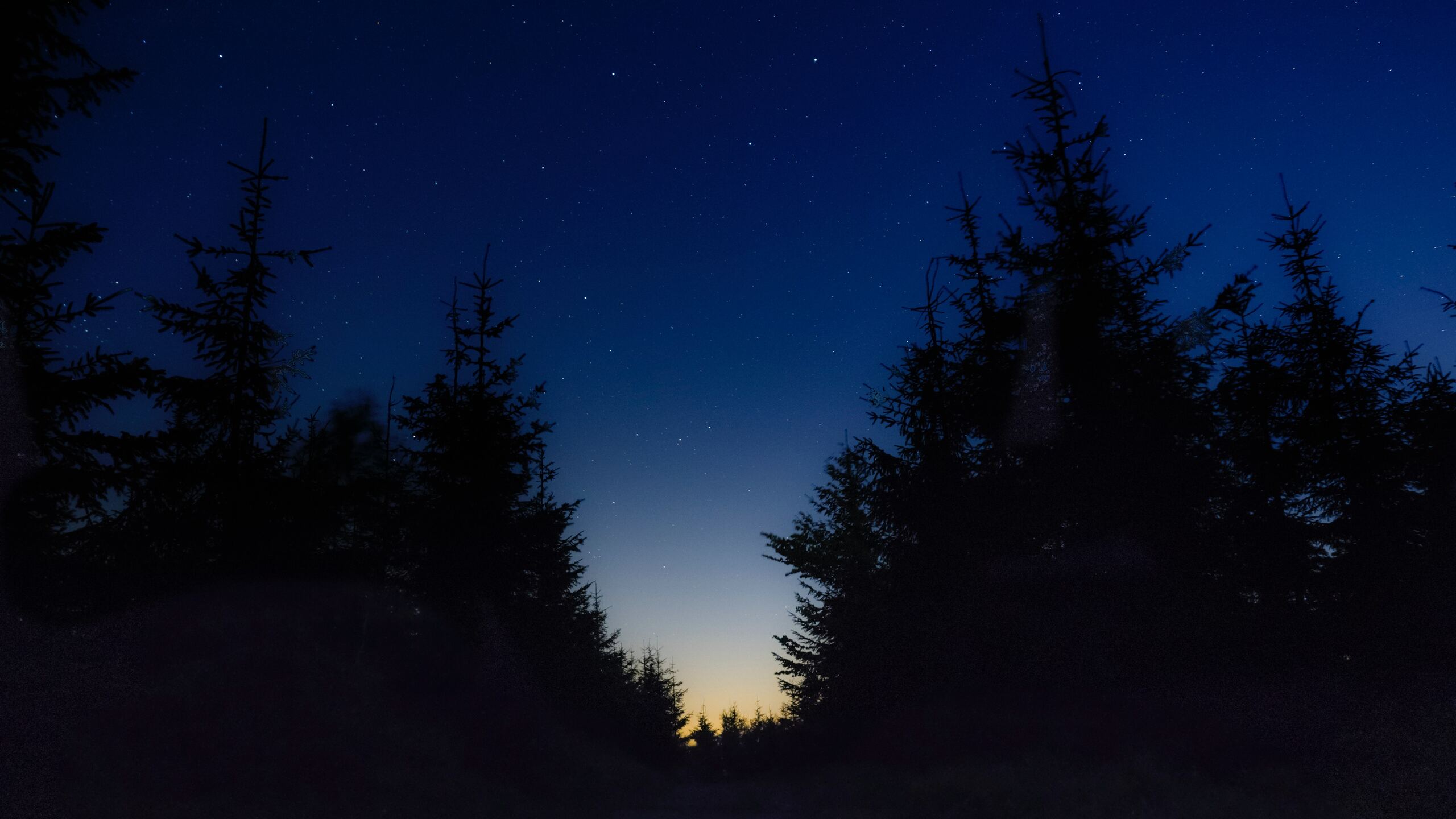 Nice View Between Forest Trees At Evening Sky Wallpapers