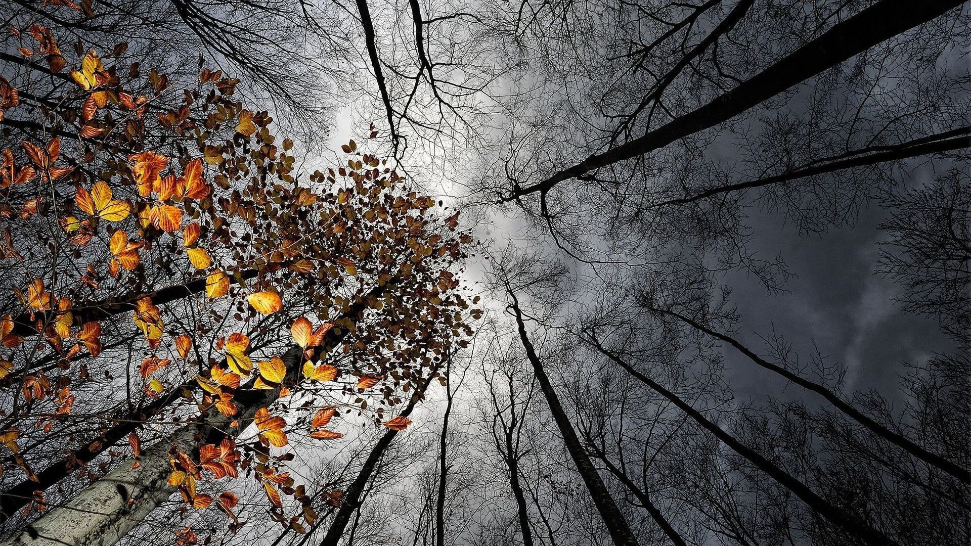 Nice View Between Forest Trees At Evening Sky Wallpapers