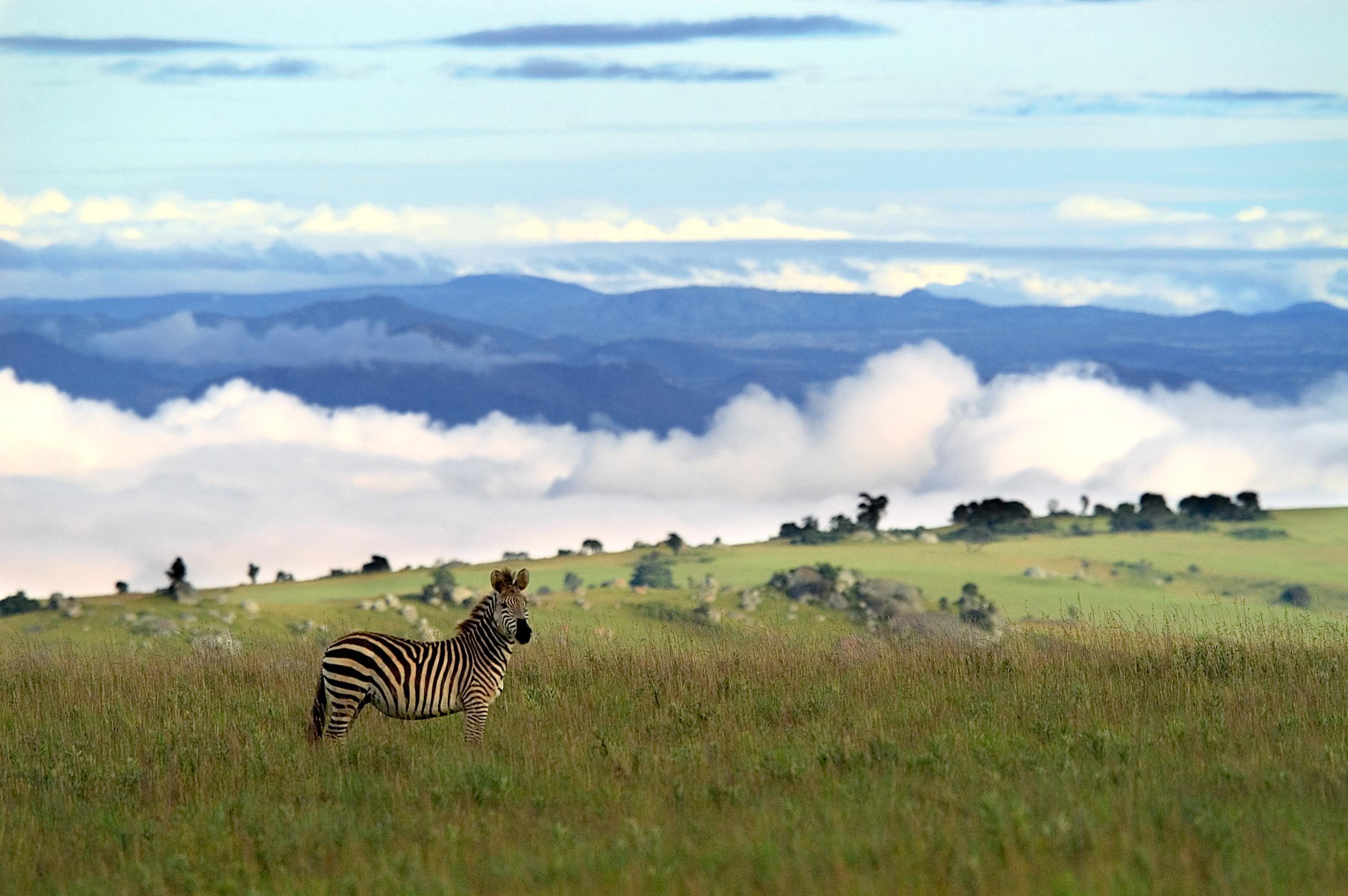 Nyika National Park Wallpapers