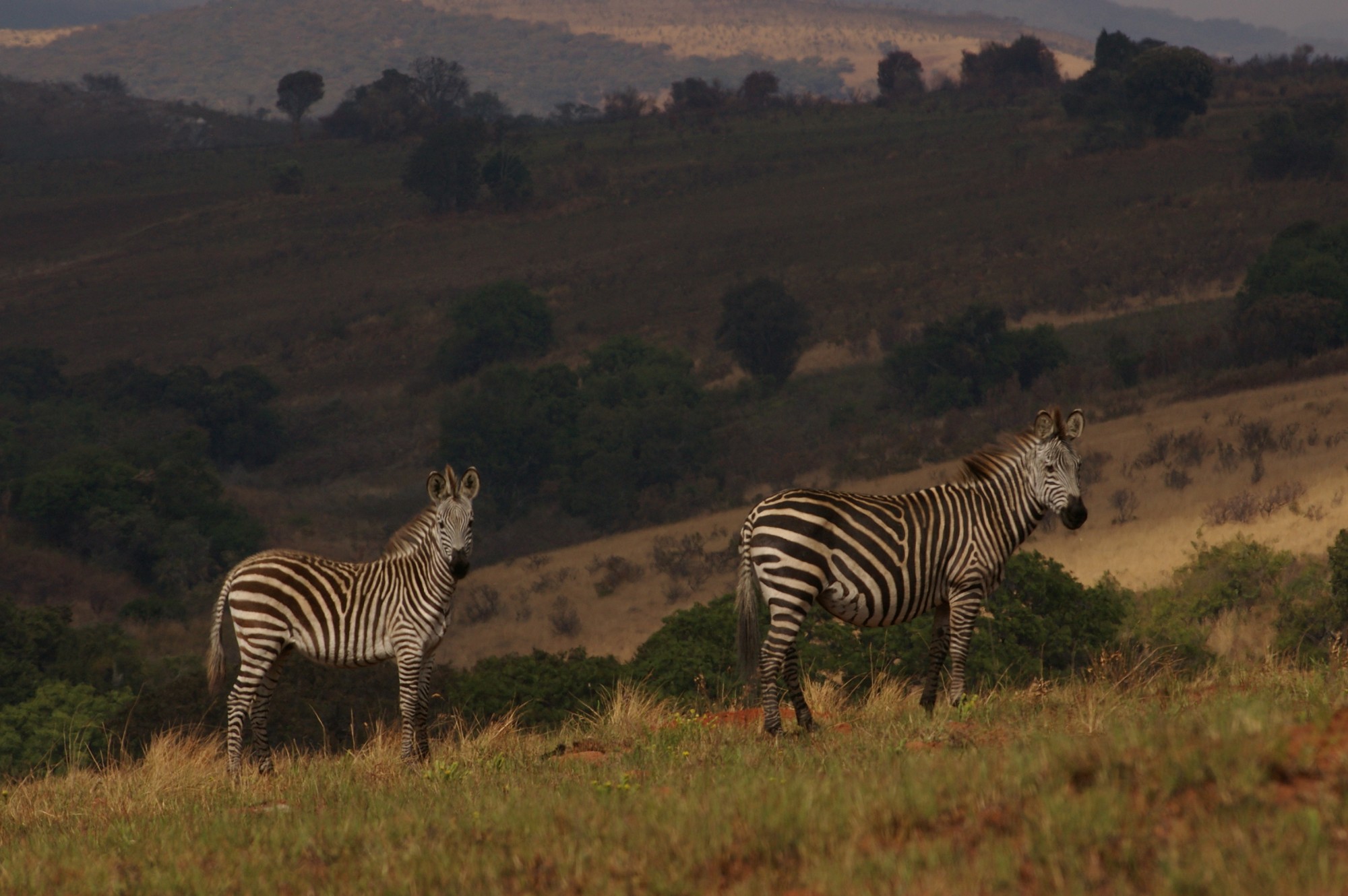 Nyika National Park Wallpapers