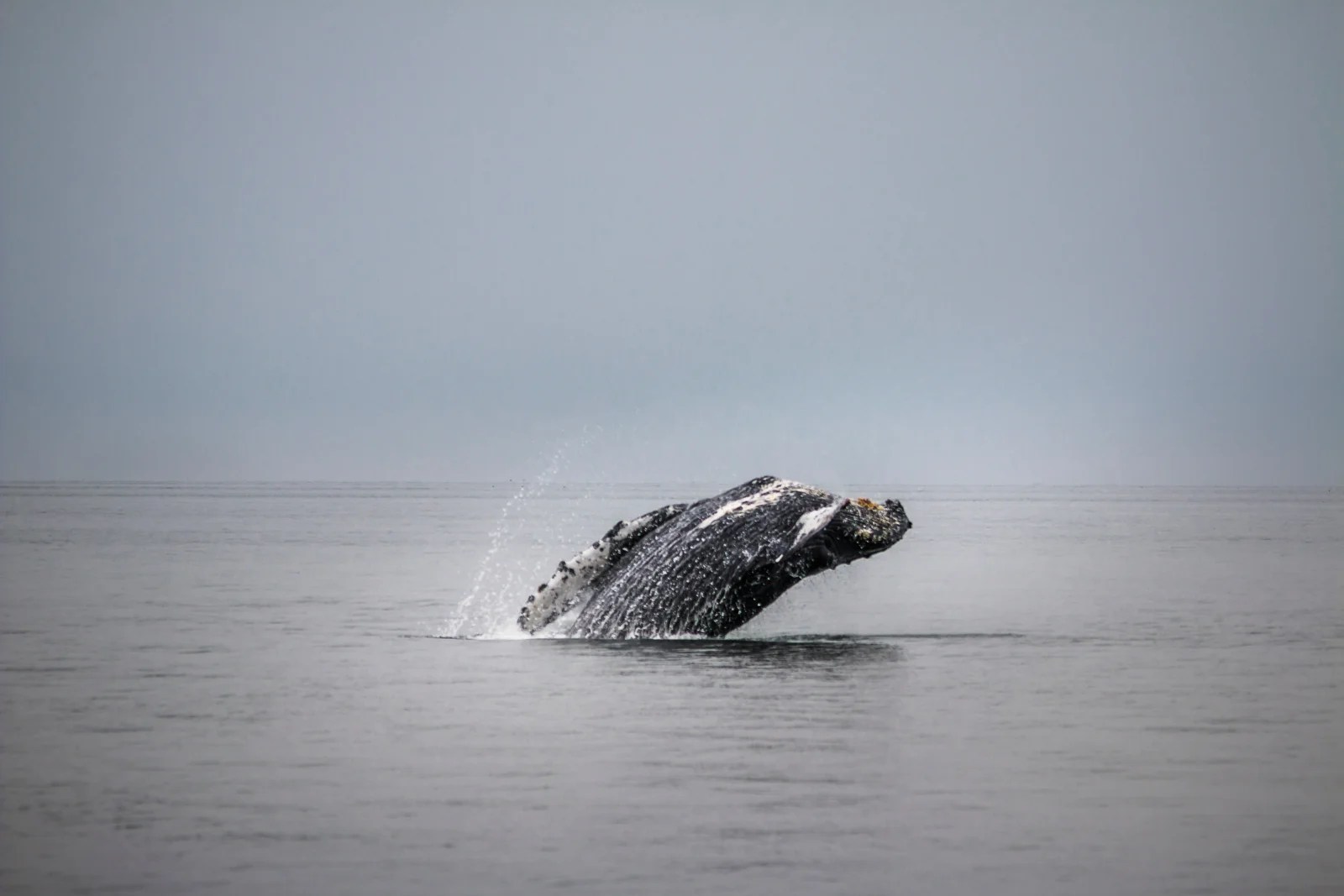 Ocean In Alaska Juneau Wallpapers