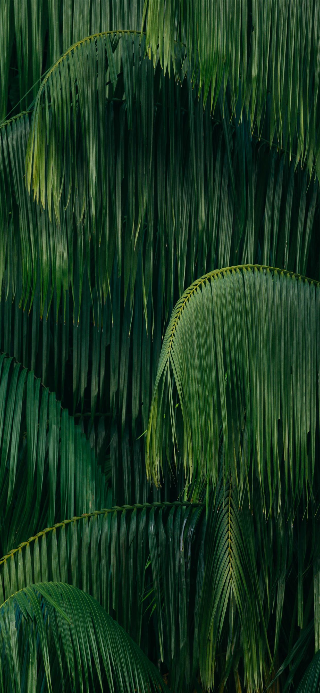 Palm Leaf Wallpapers