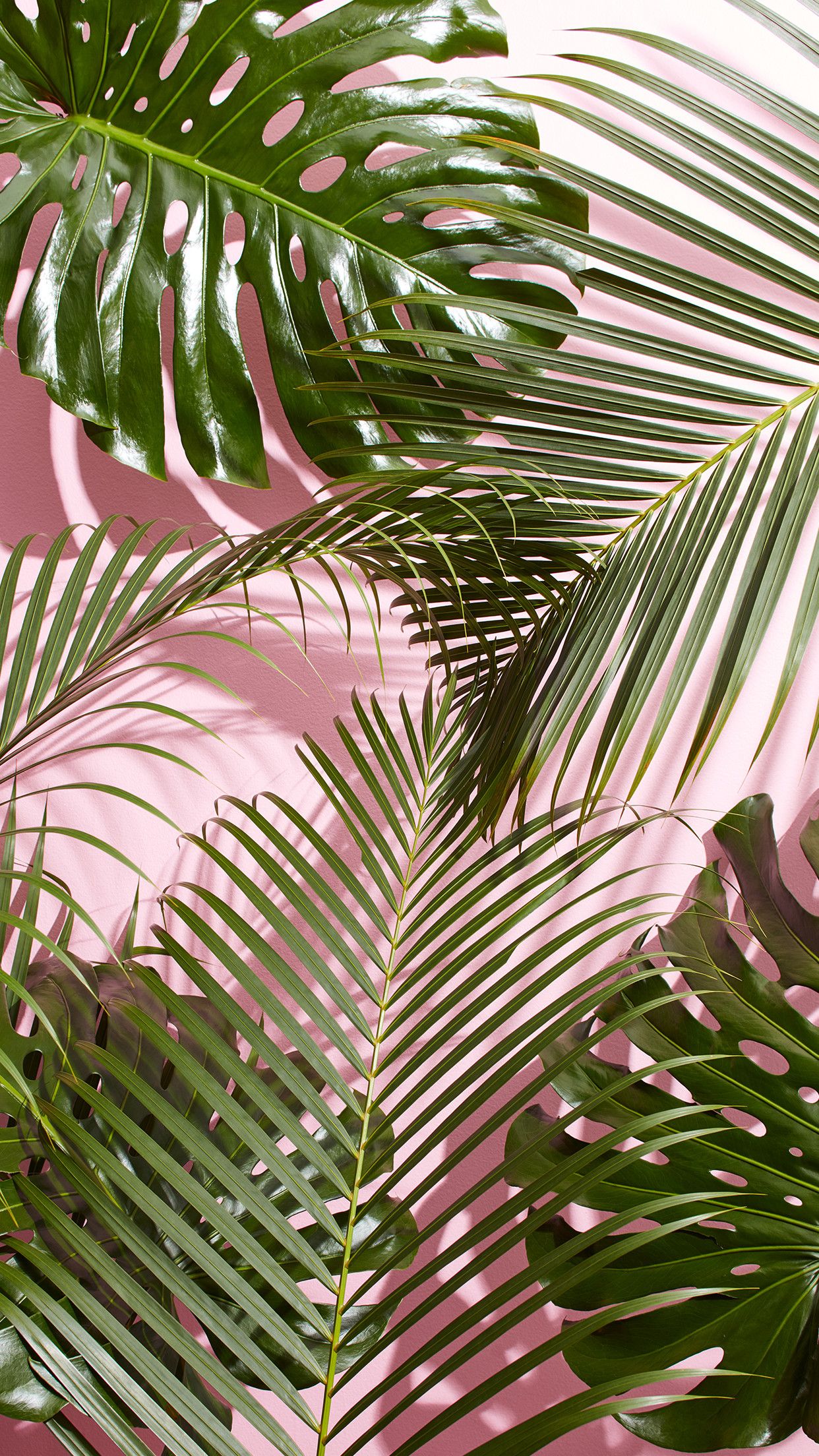 Palm Leaf Wallpapers