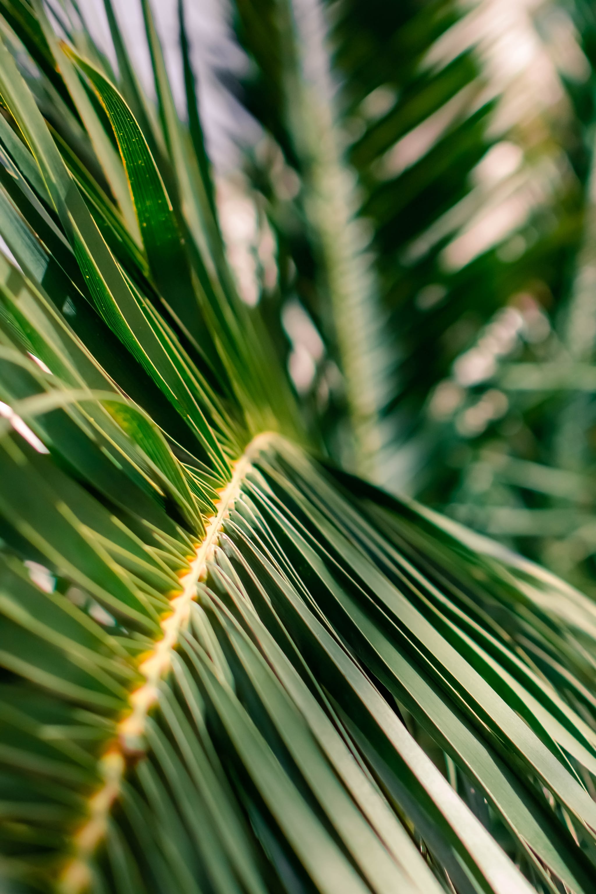 Palm Leaves Iphone Wallpapers