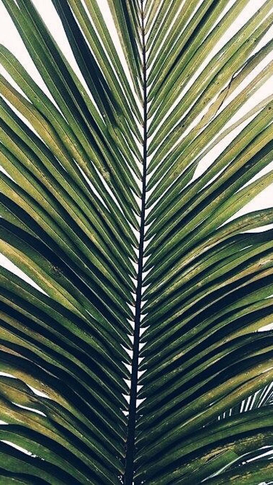 Palm Leaves Iphone Wallpapers