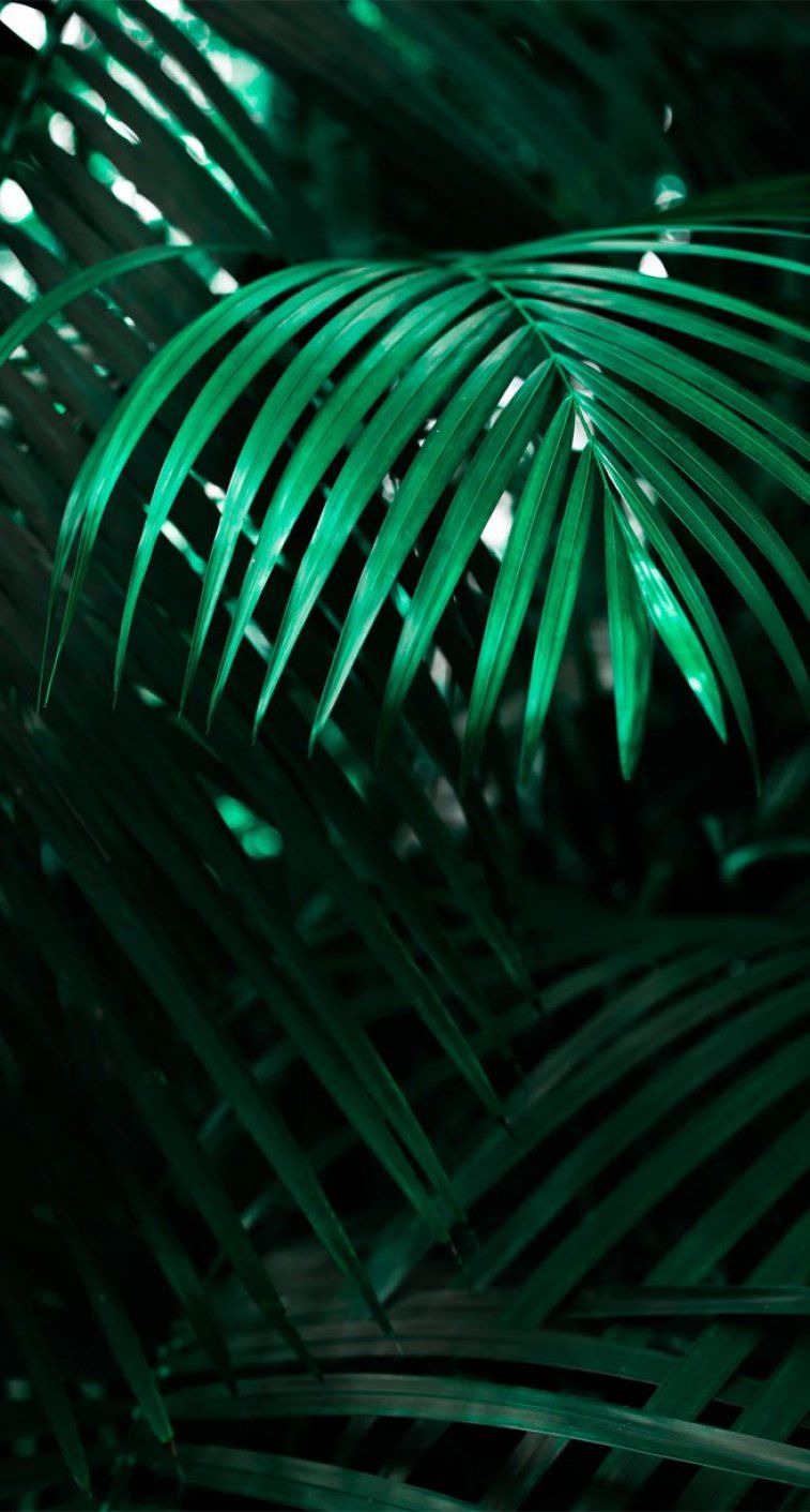 Palm Leaves Iphone Wallpapers