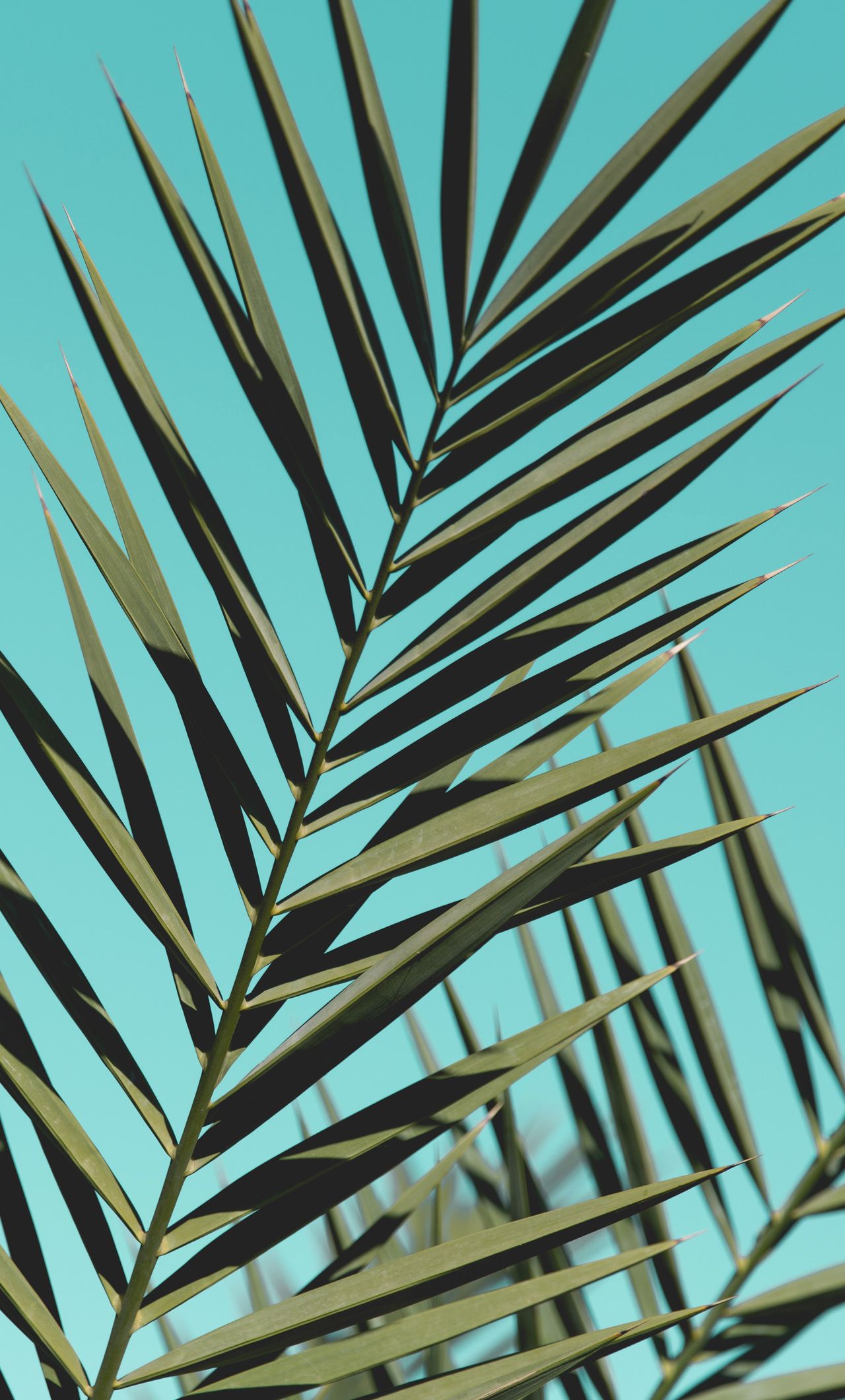 Palm Leaves Iphone Wallpapers