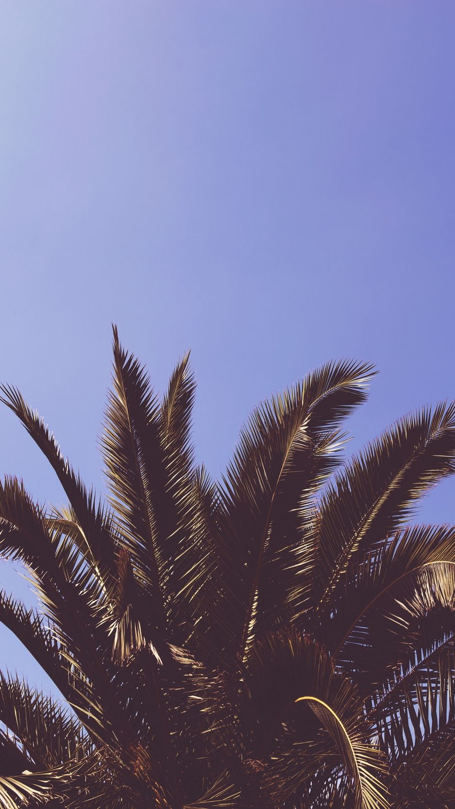 Palm Leaves Iphone Wallpapers