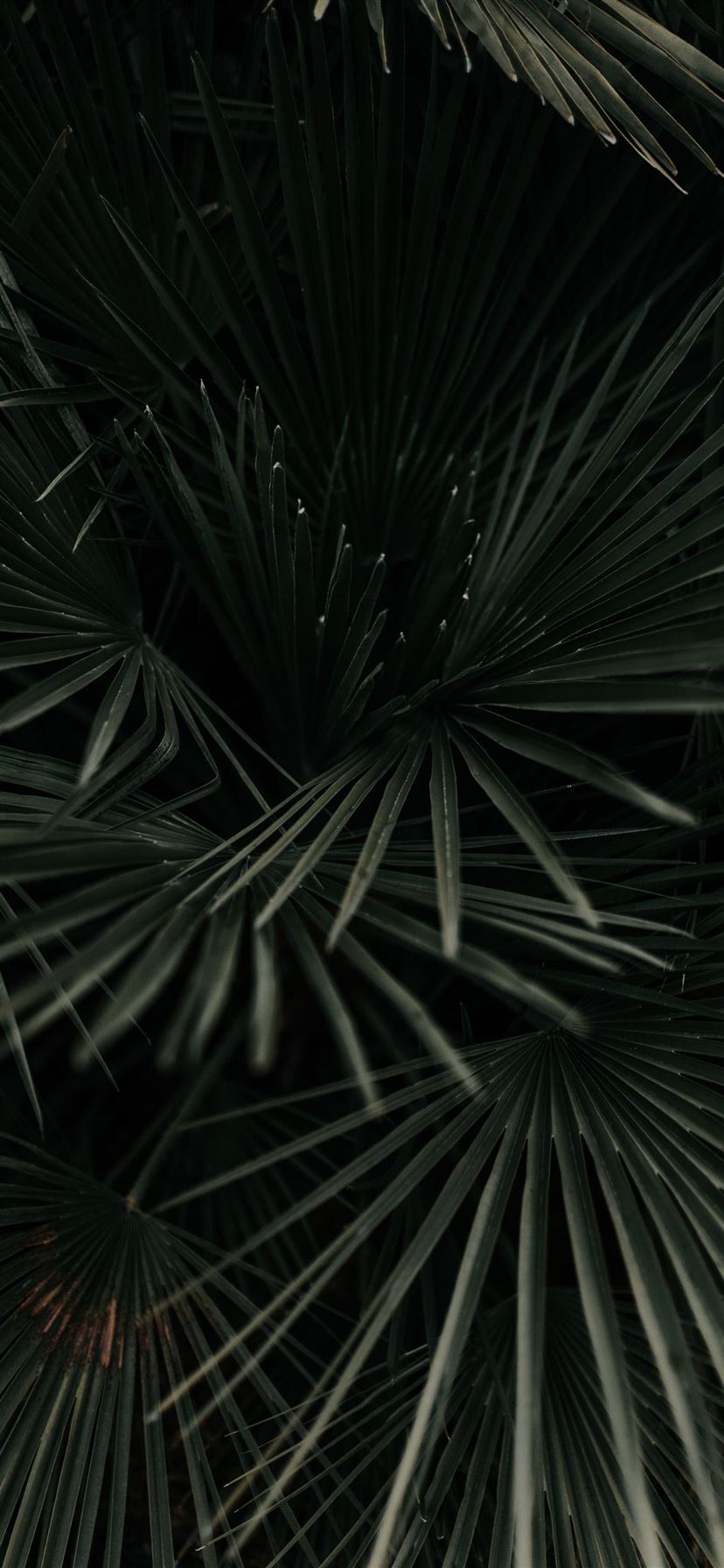 Palm Leaves Iphone Wallpapers