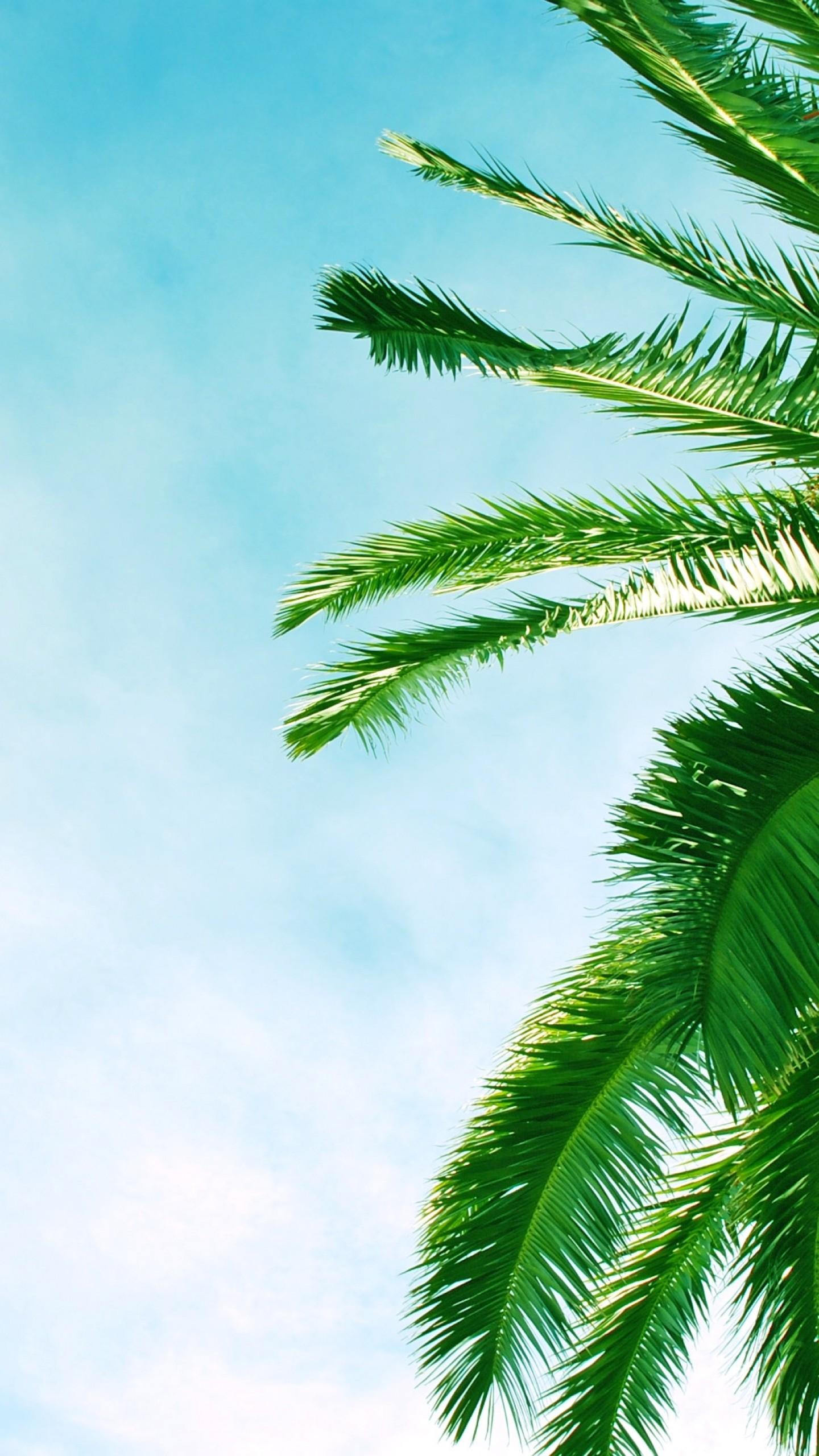 Palm Leaves Iphone Wallpapers