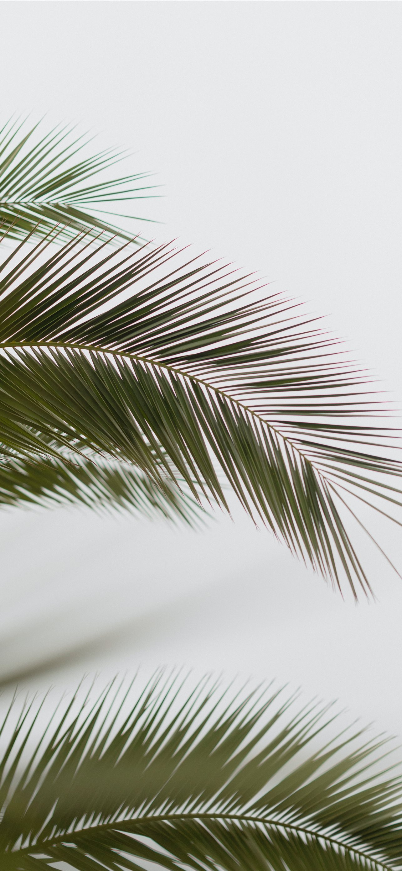 Palm Leaves Iphone Wallpapers