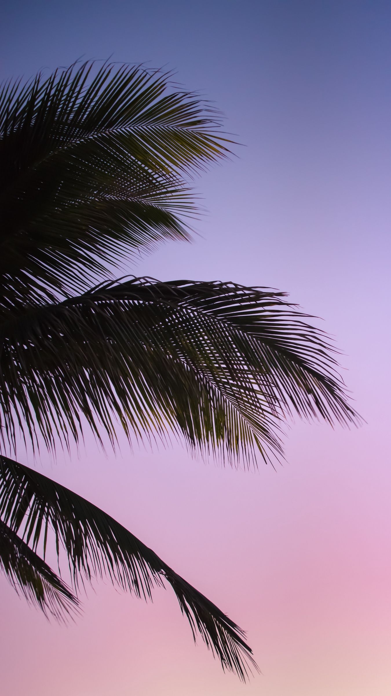 Palm Leaves Iphone Wallpapers
