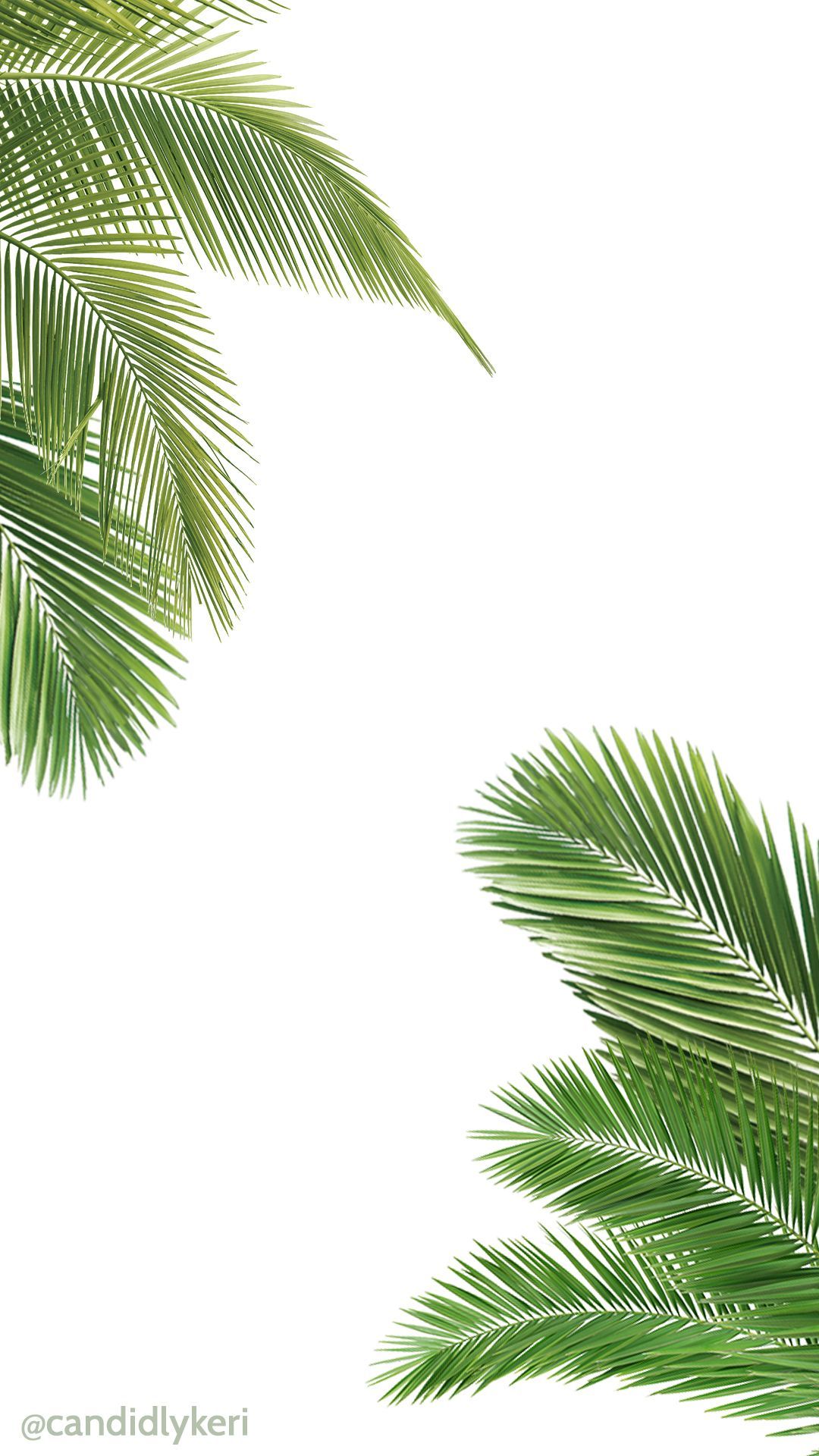 Palm Leaves Iphone Wallpapers