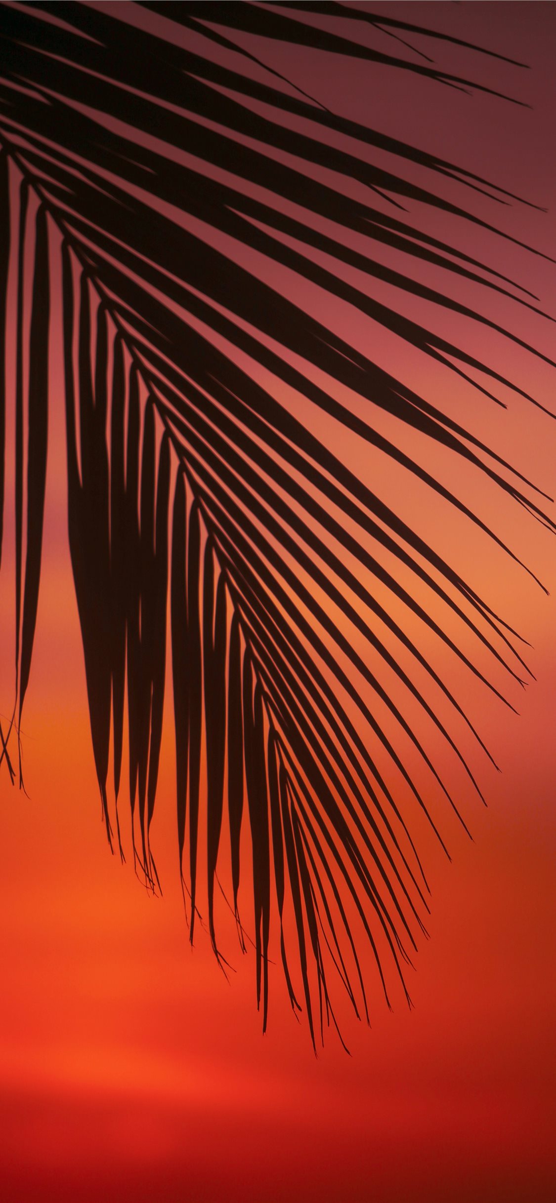 Palm Leaves Iphone Wallpapers