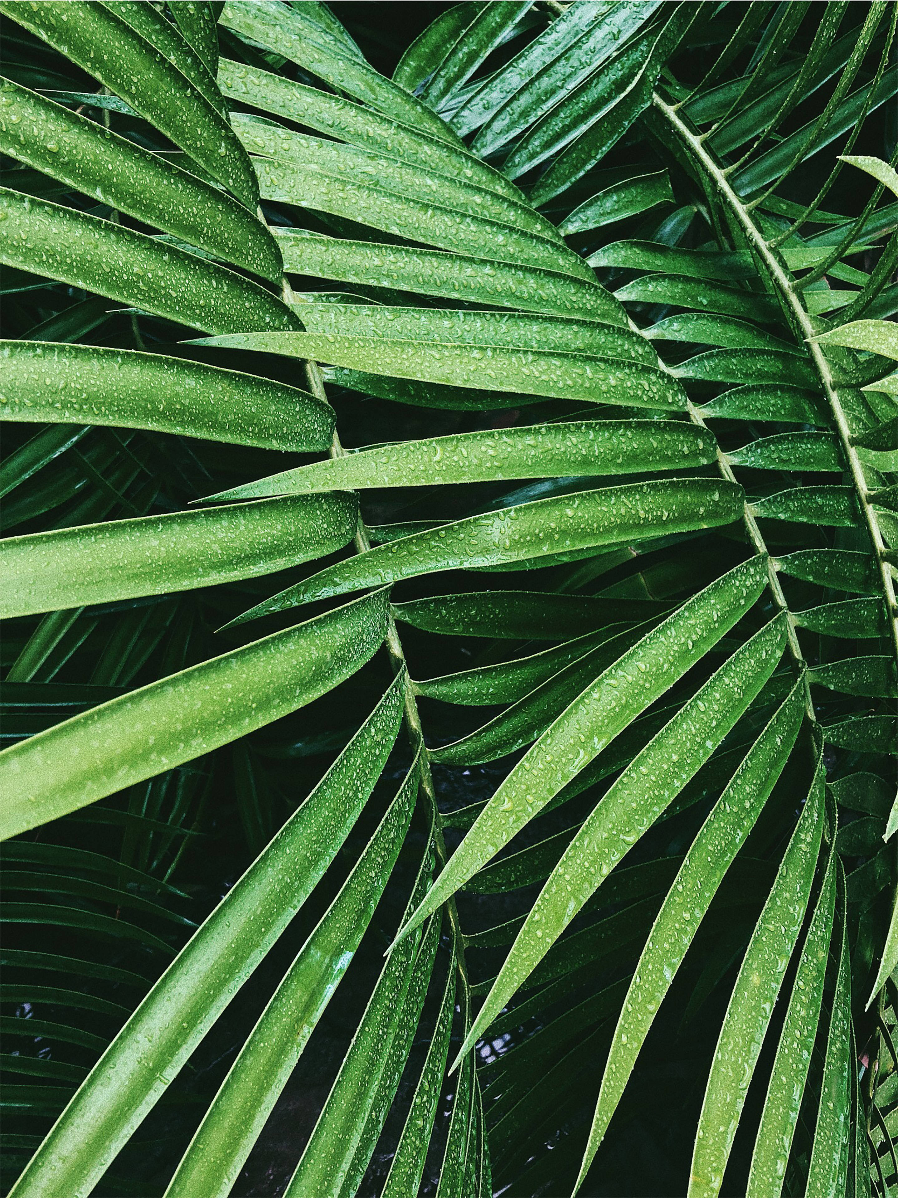 Palm Leaves Iphone Wallpapers