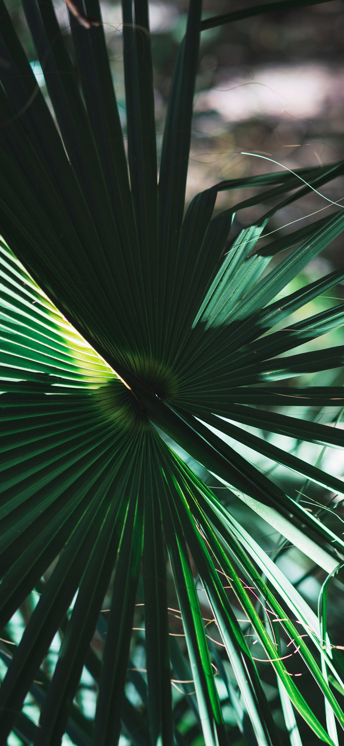 Palm Leaves Iphone Wallpapers