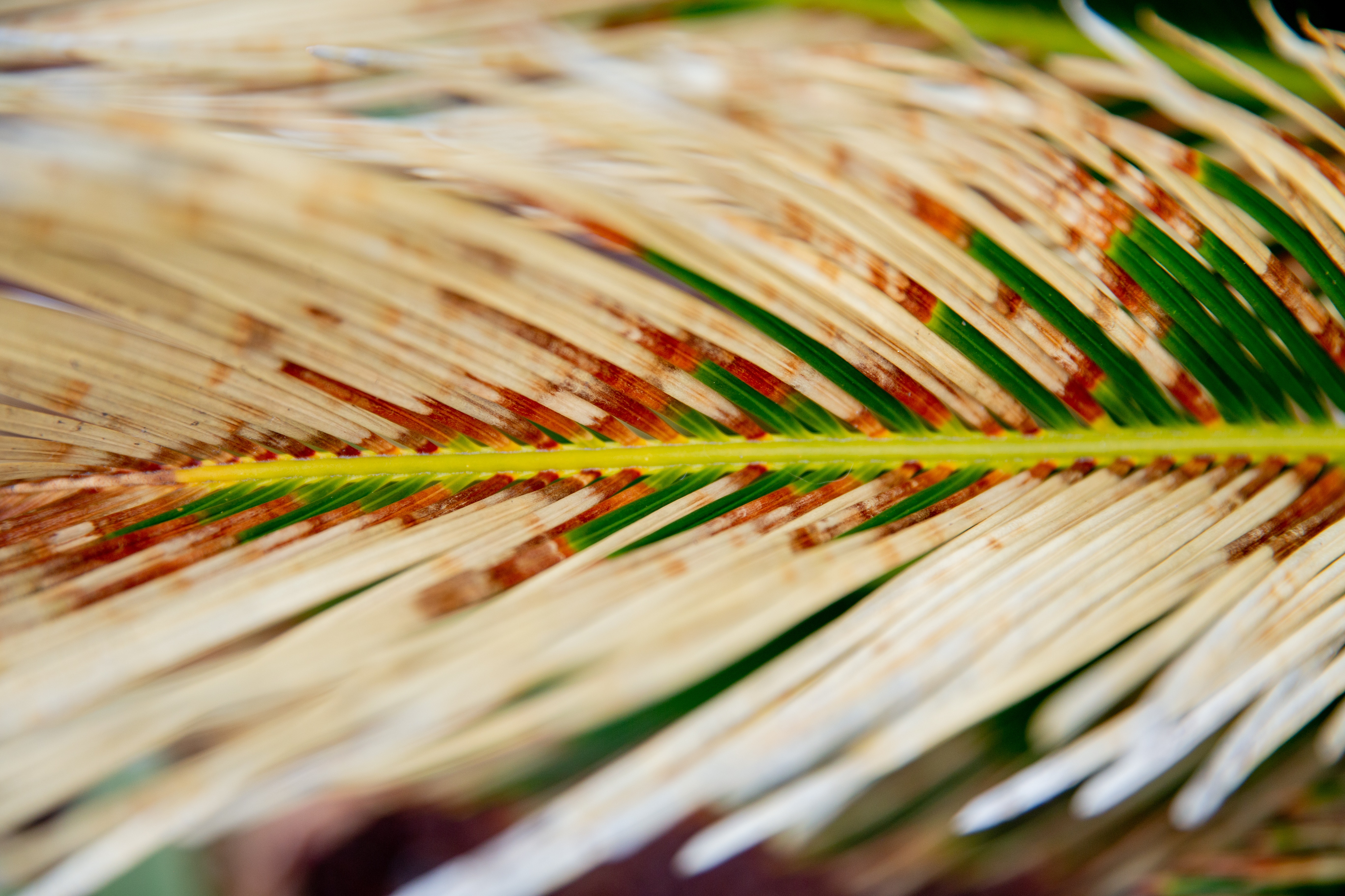 Palm Sunday Wallpapers