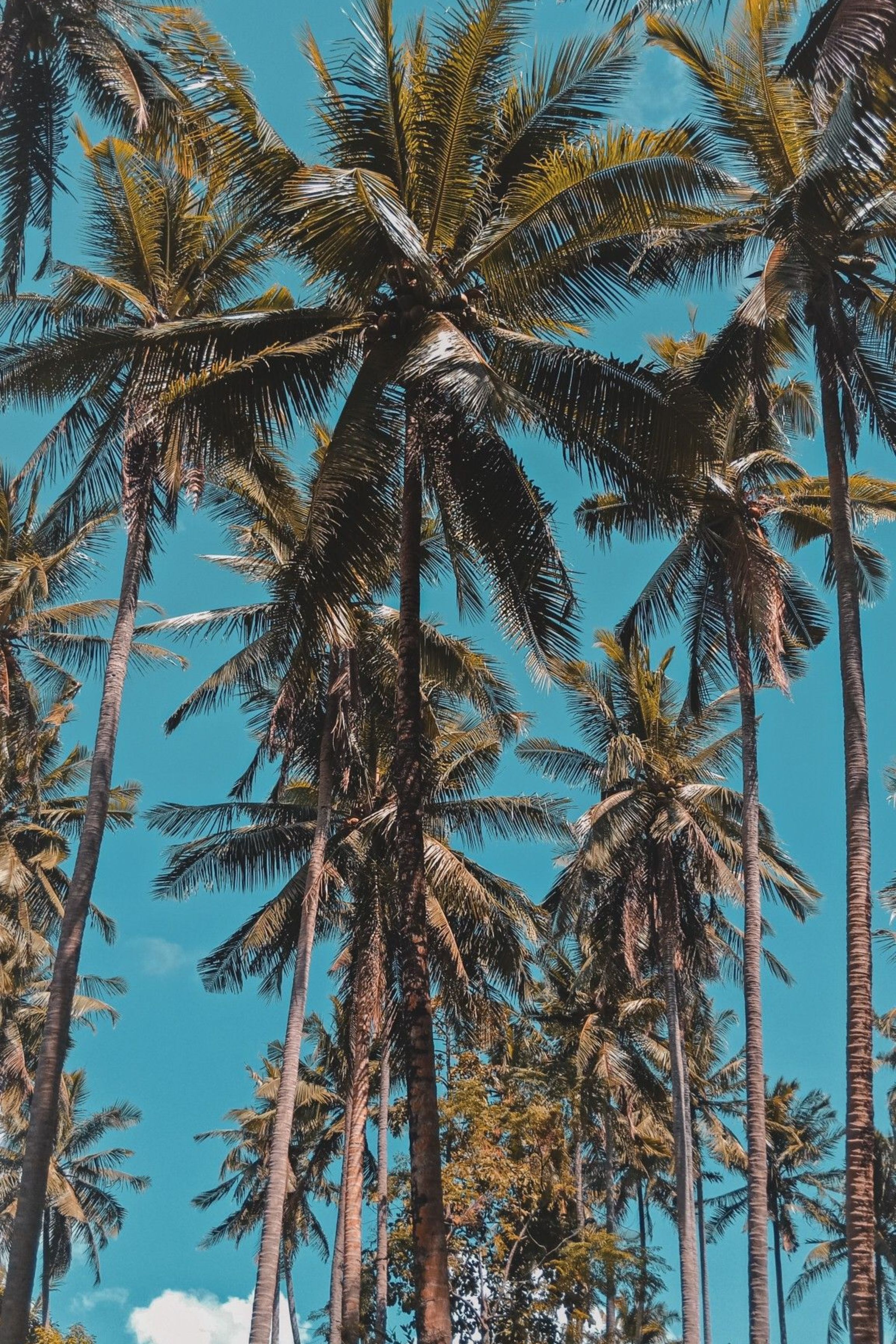 Palm Tree 4K Wallpapers