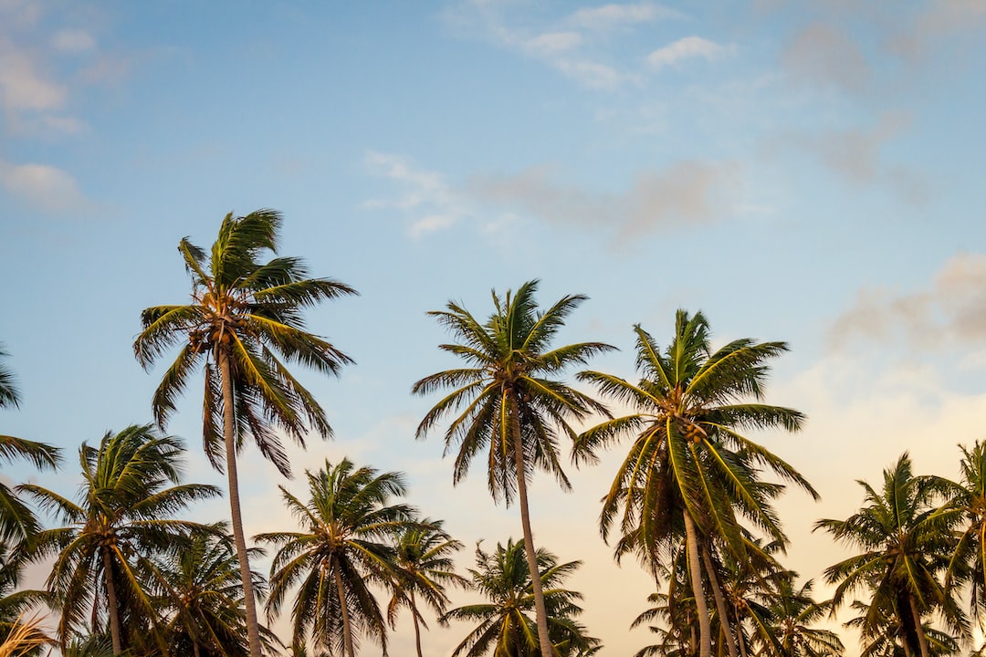 Palm Tree 4K Wallpapers