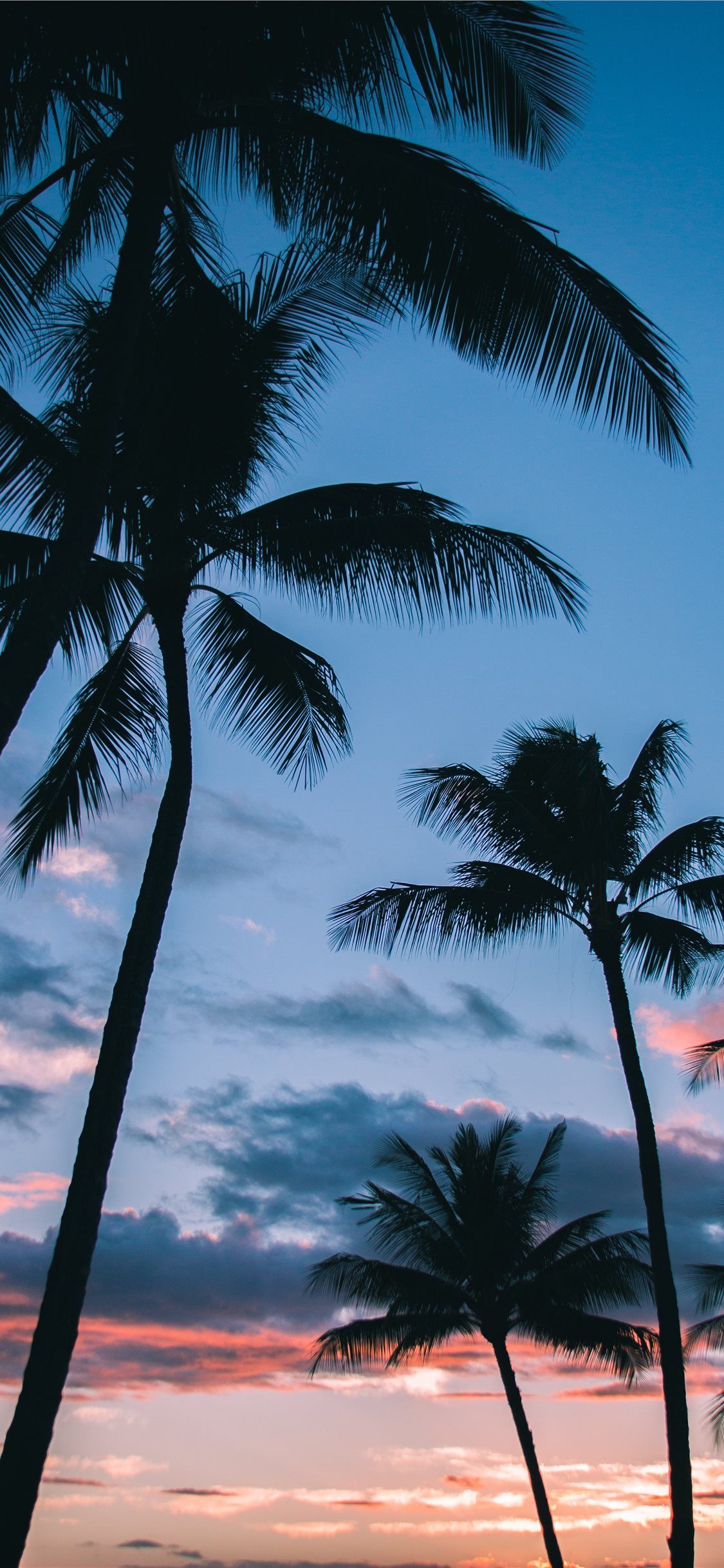 Palm Tree 4K Wallpapers