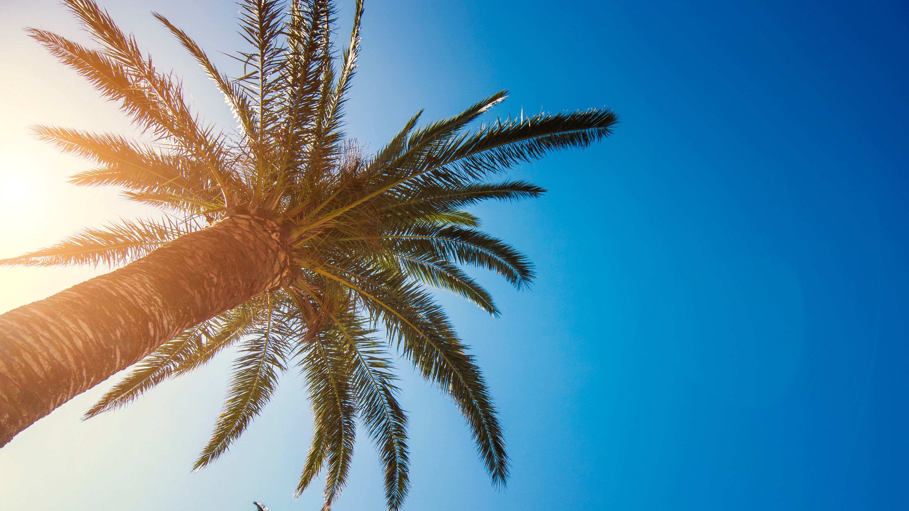 Palm Tree 4K Wallpapers