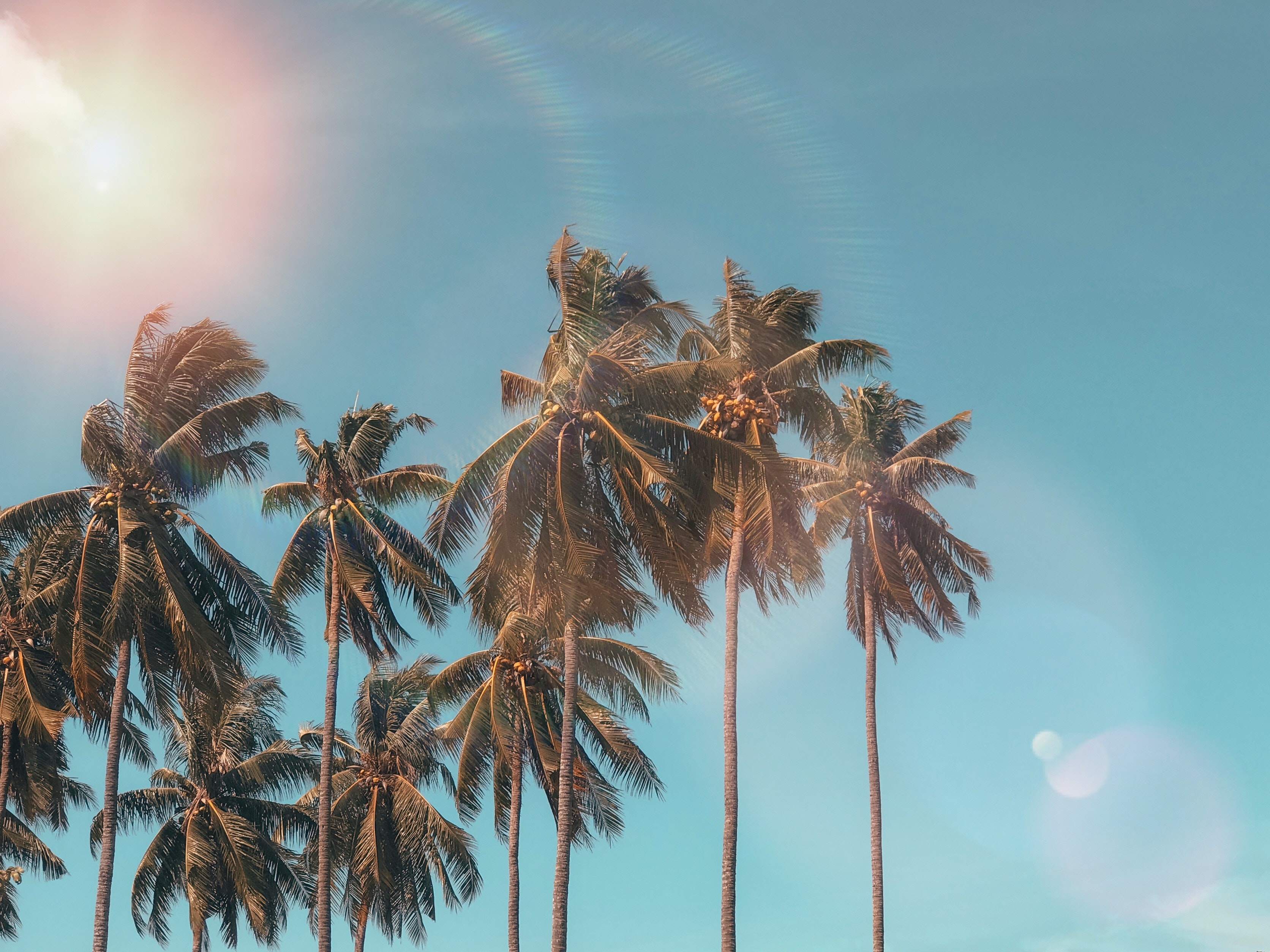 Palm Tree 4K Wallpapers