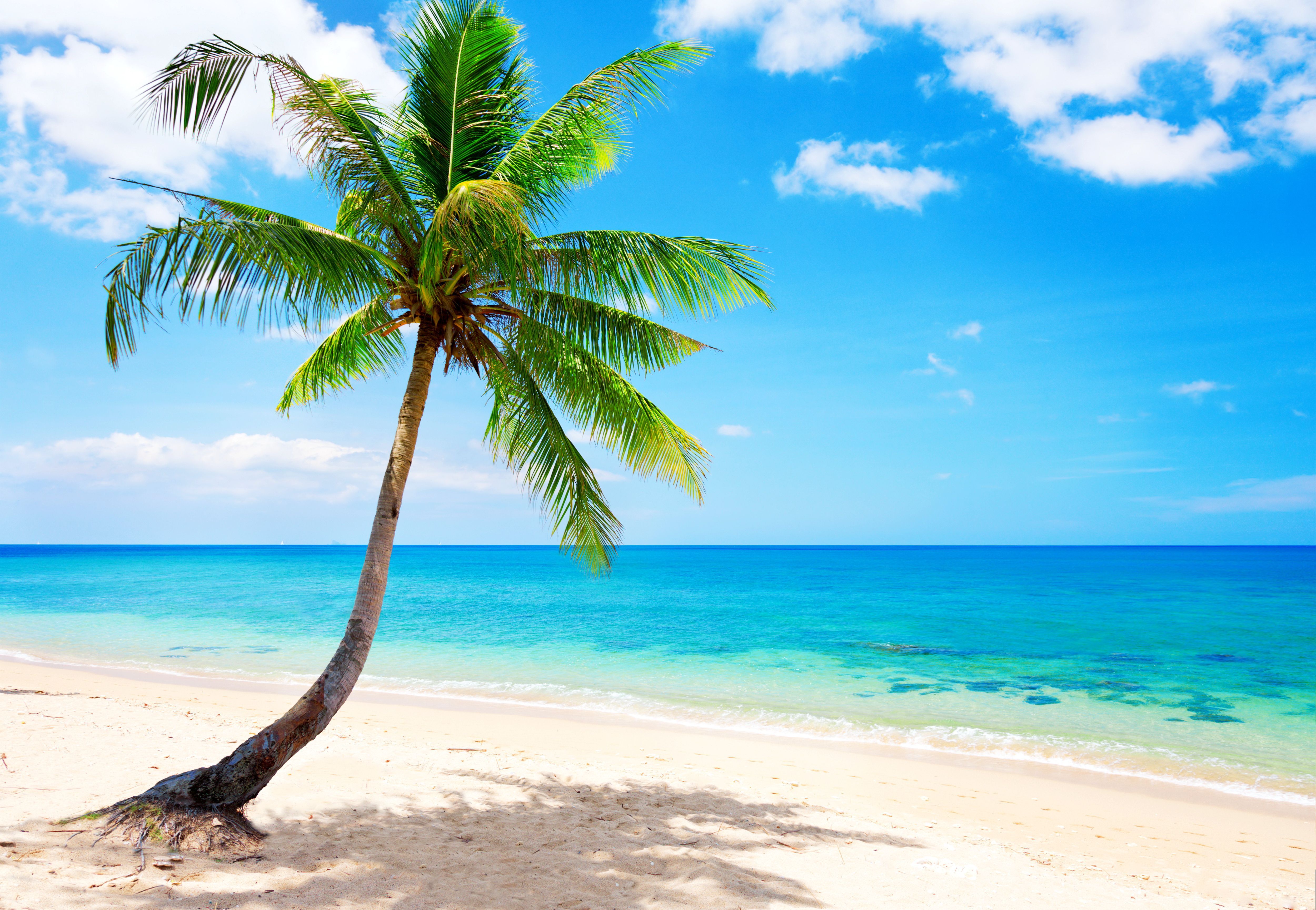 Palm Tree Beach Wallpapers