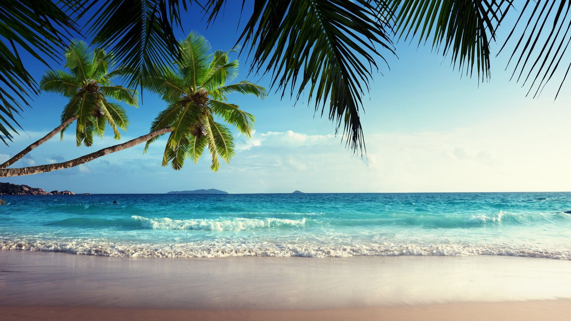 Palm Tree Beach Wallpapers