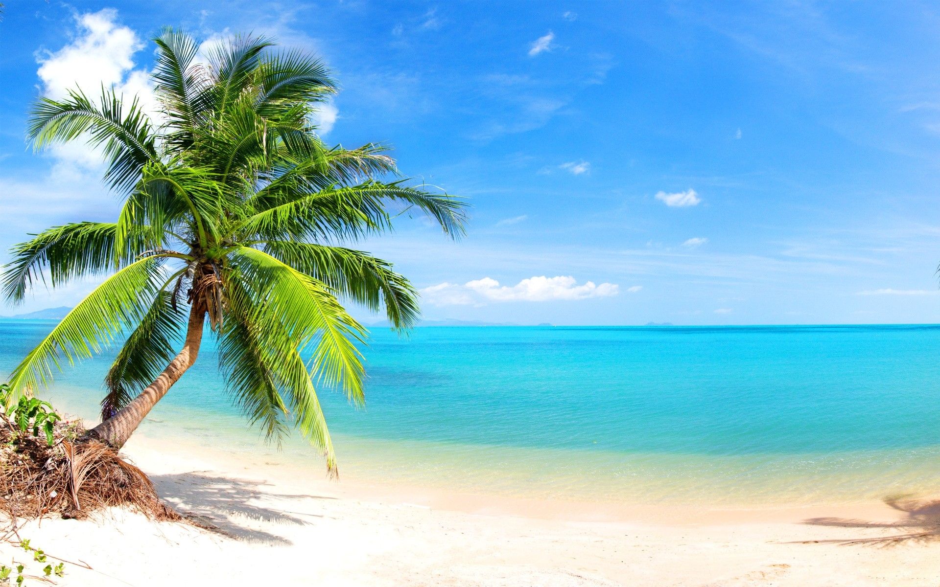 Palm Tree Beach Wallpapers