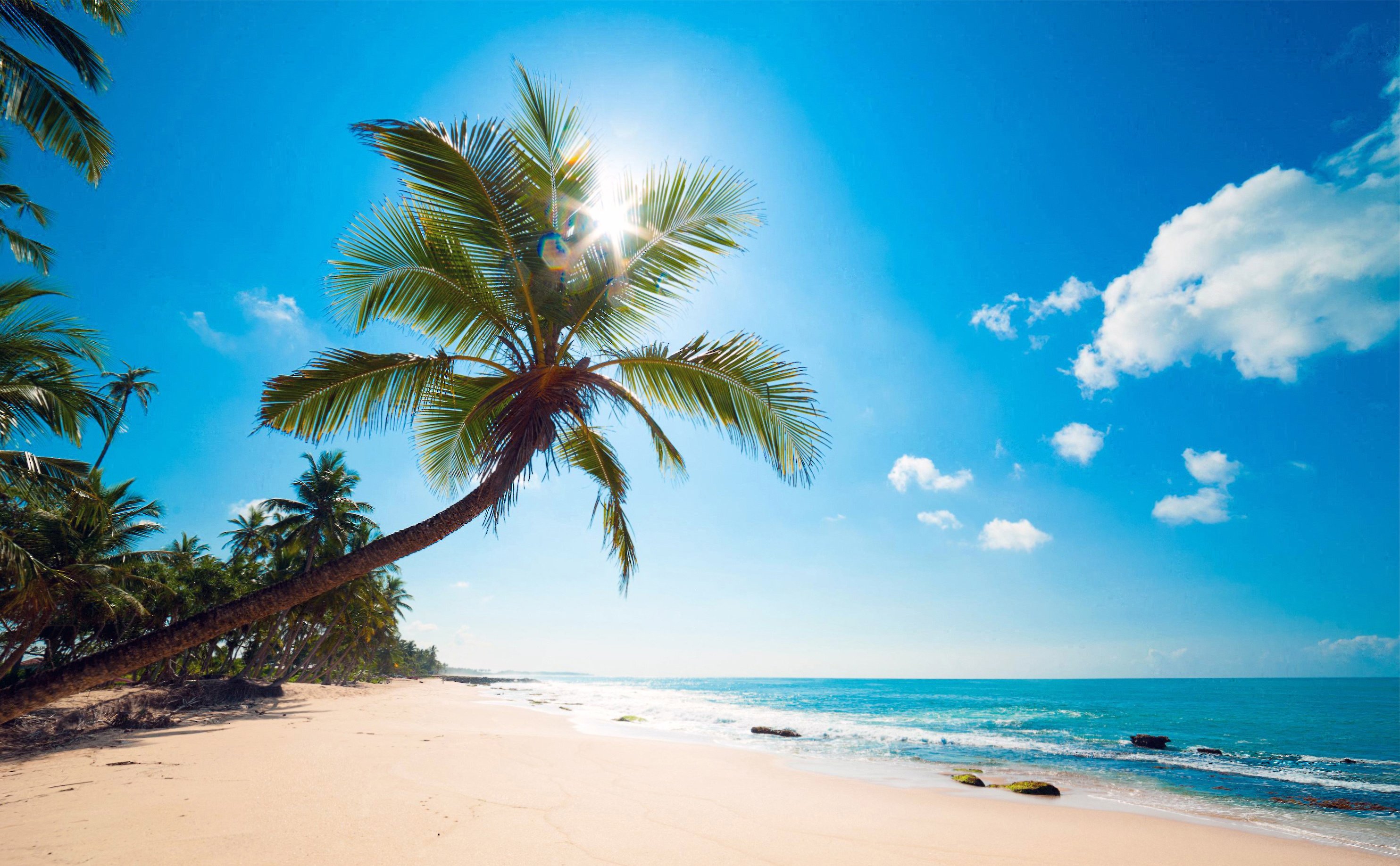 Palm Tree Beach Wallpapers