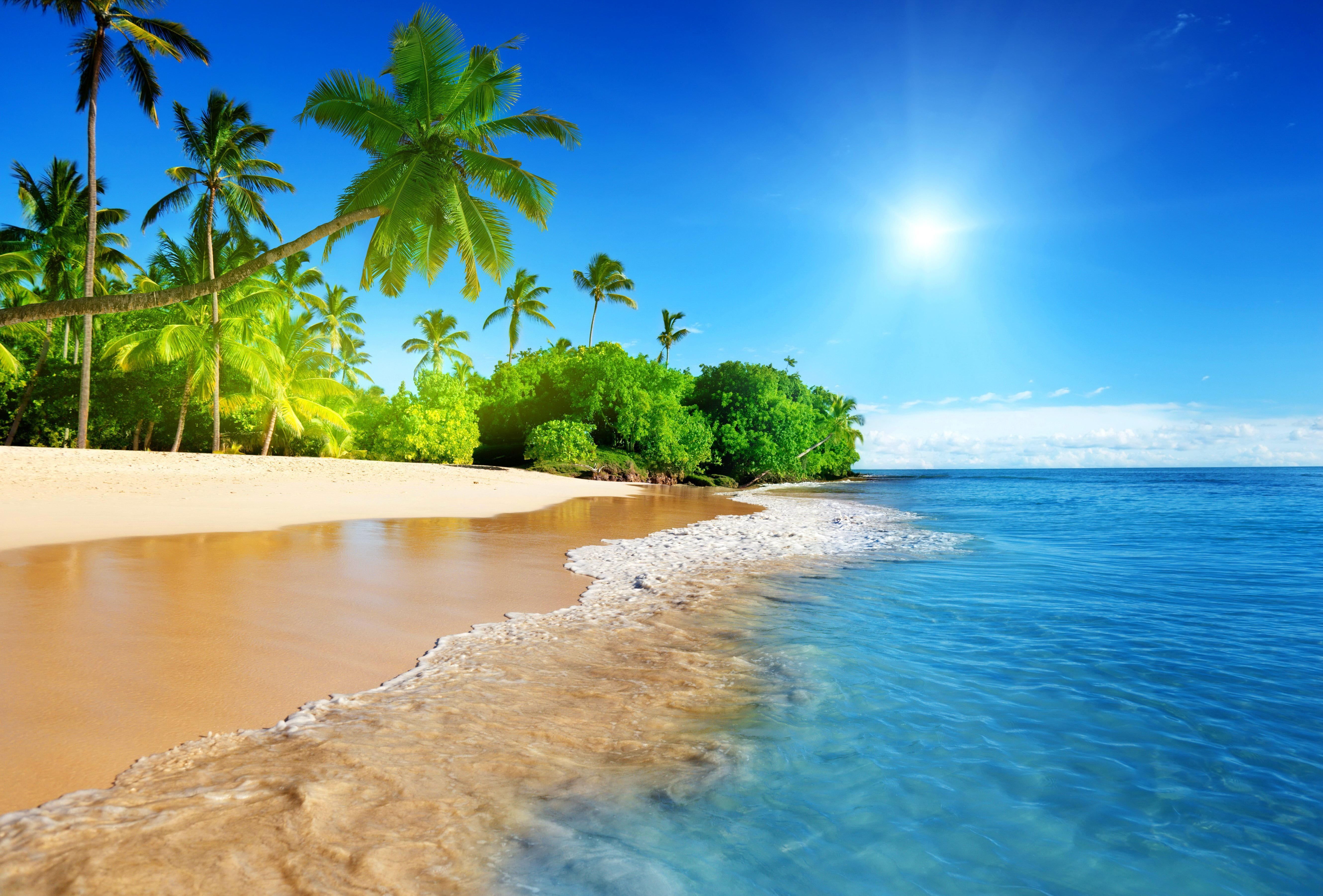 Palm Tree Beach Wallpapers