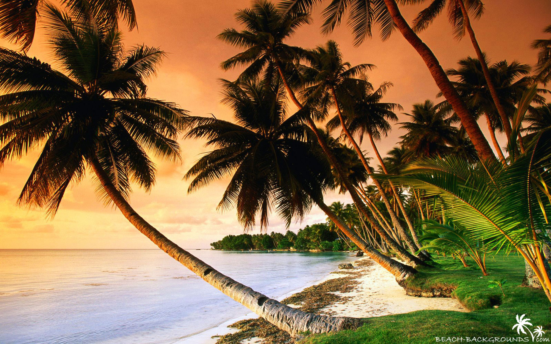 Palm Tree Beach Wallpapers